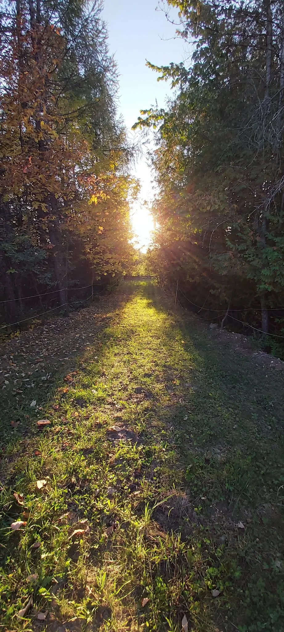 Late afternoon sun shines through trees along a long, sloping grassy path, casting long shadows and illuminating fallen leaves.