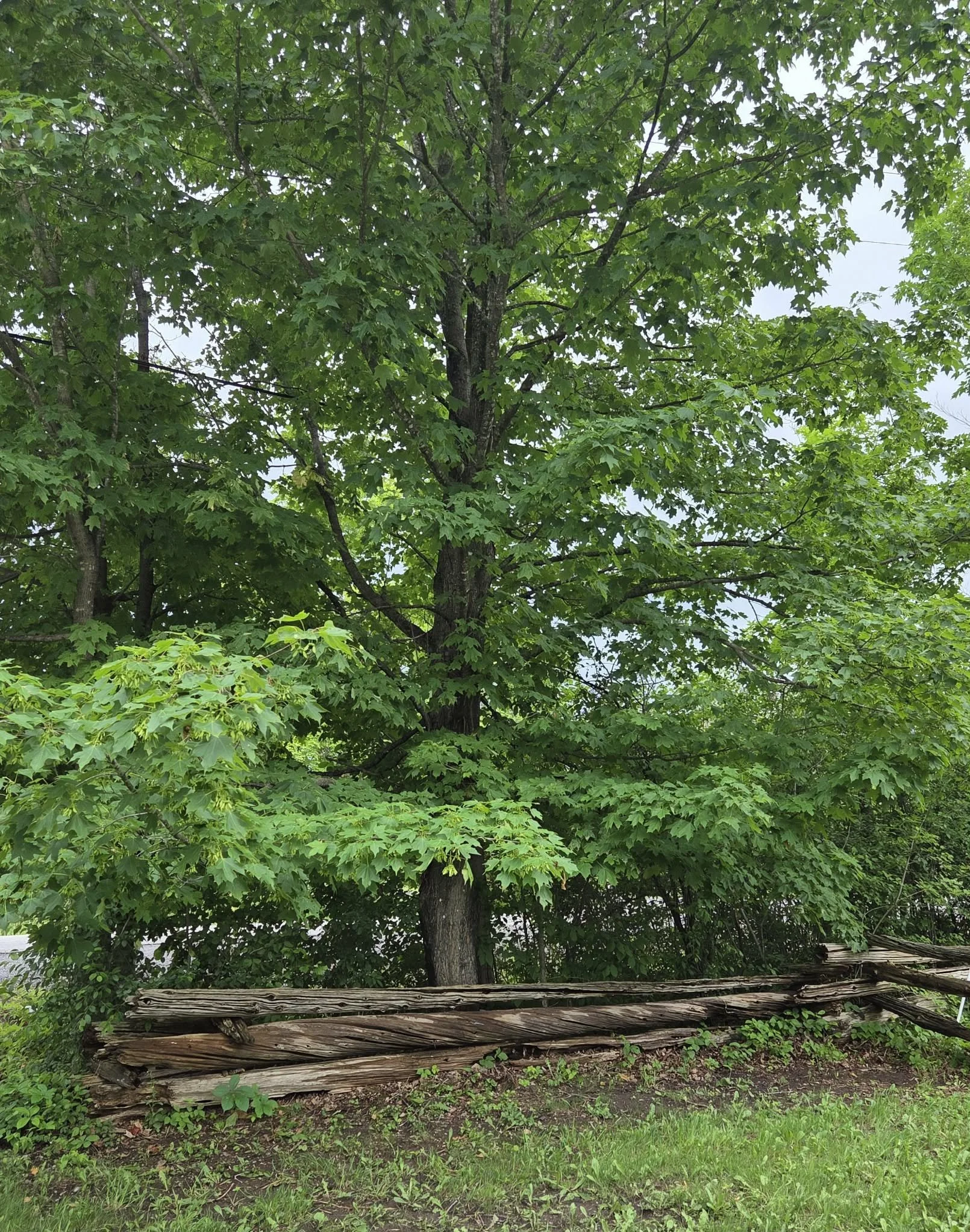 A large green tree with broad leaves and a thick trunk, with an old log fence and grass at the base.