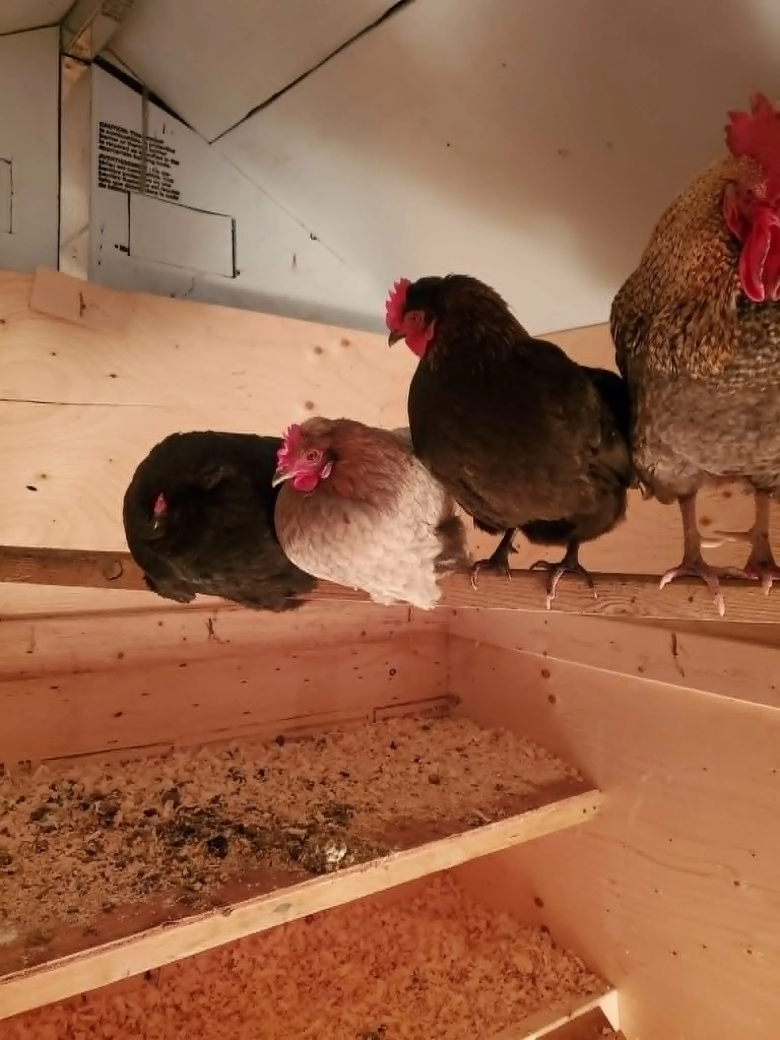 Close-up of four chickens inside a wooden coop with a wood floor, facing different directions.