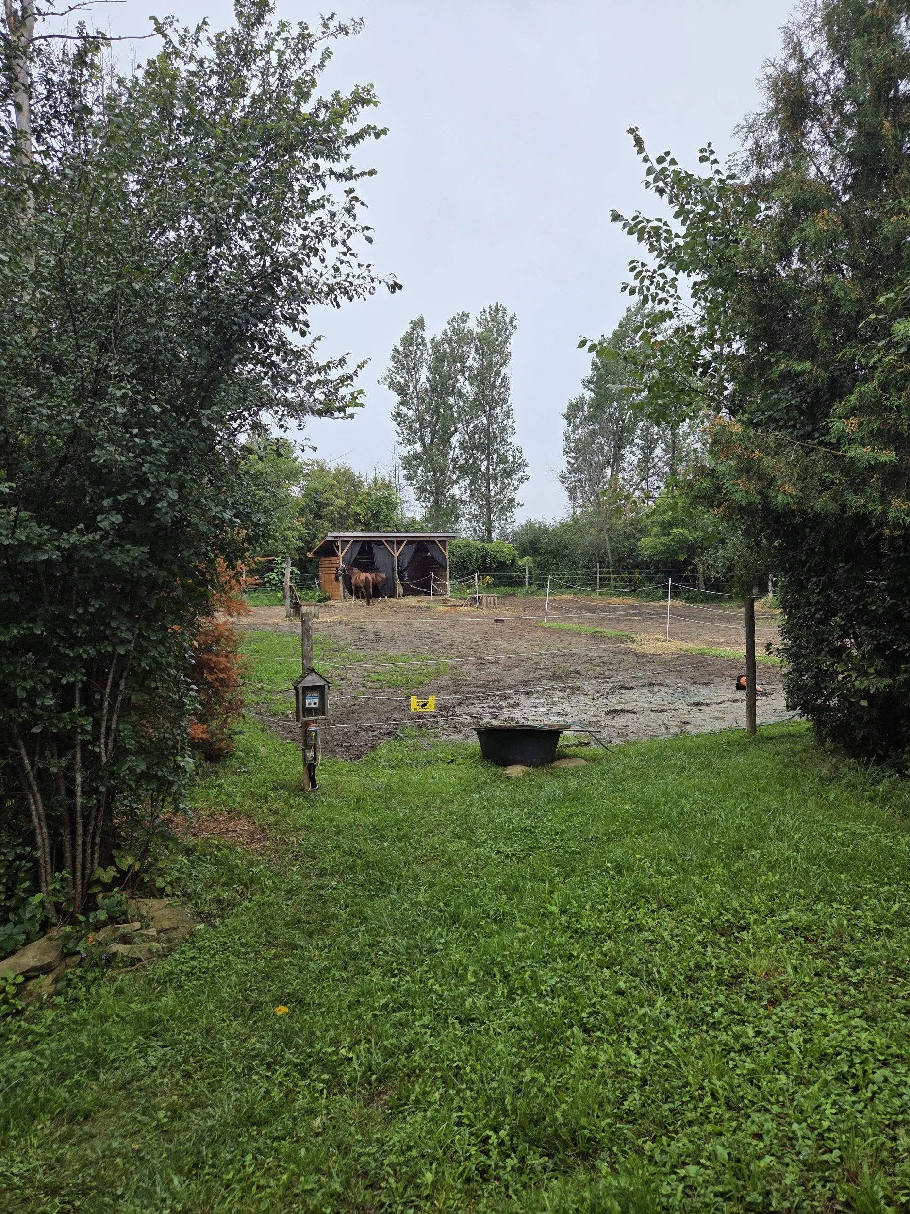 A green outdoor area with trees surrounding a small wooden shelter housing horses, with a fenced enclosure and a grassy foreground.