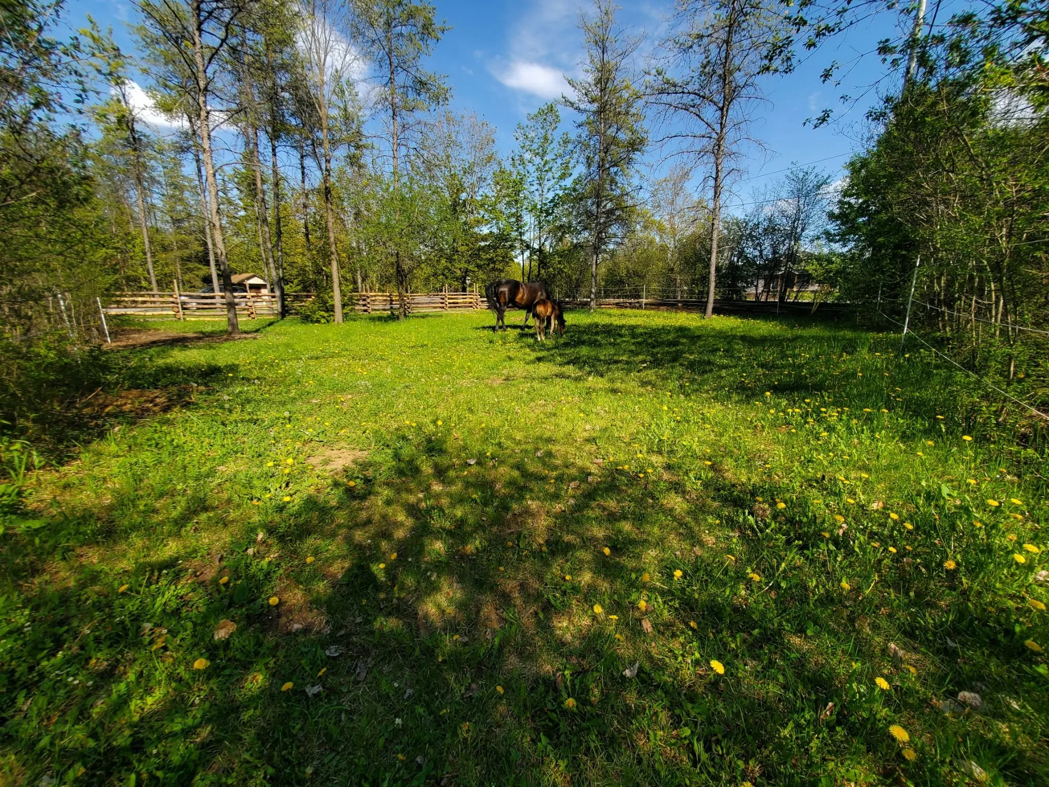 A grassy yard with two horses grazing, surrounded by trees and a wooden fence, under a partly cloudy blue sky.