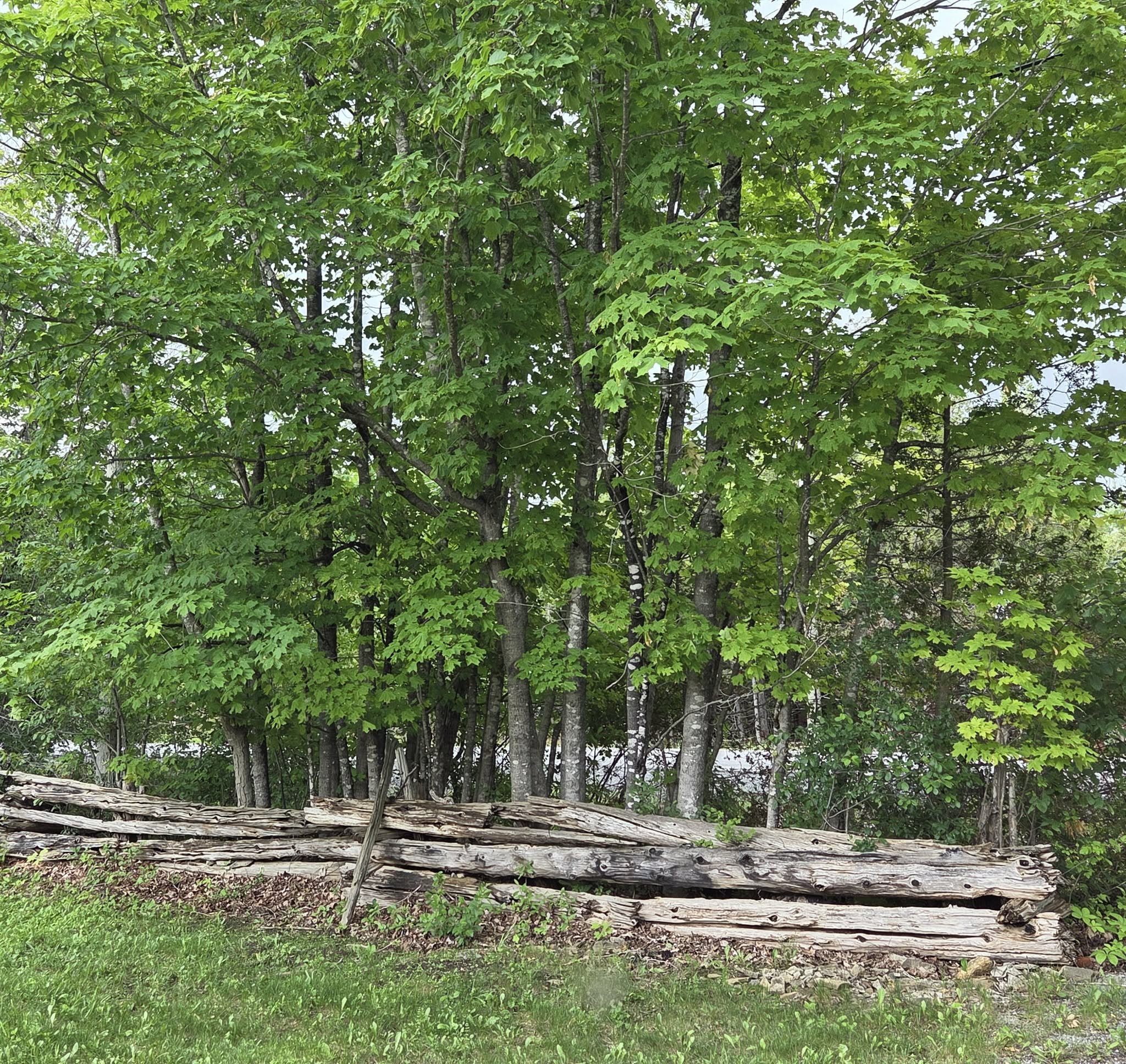 A tight row of trees growing behind an old cedar fence.