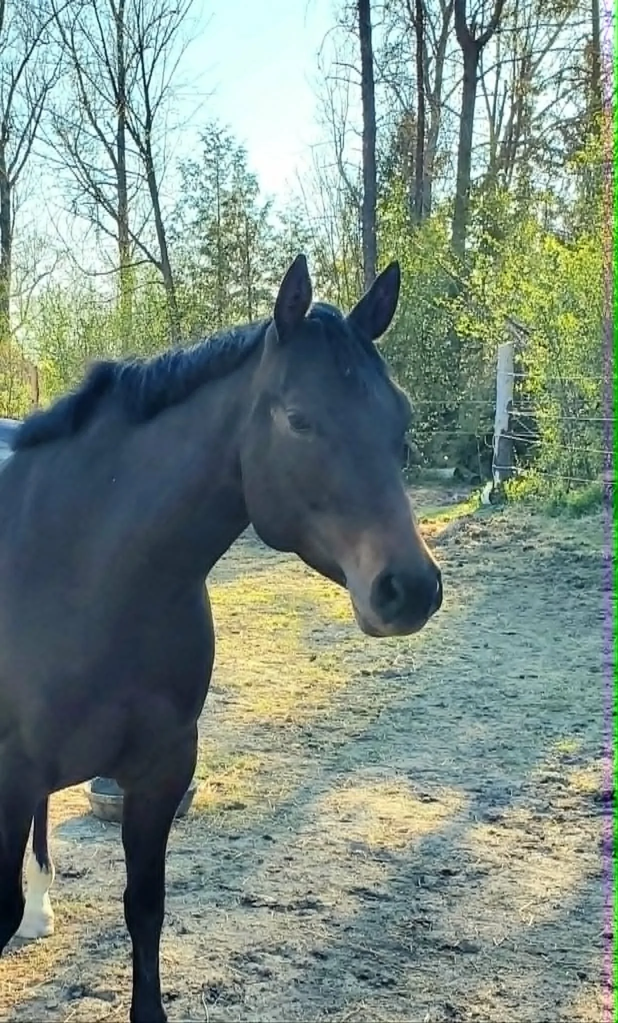 A dark horse standing outdoors on a dirt path with trees in the background and the sun shining.