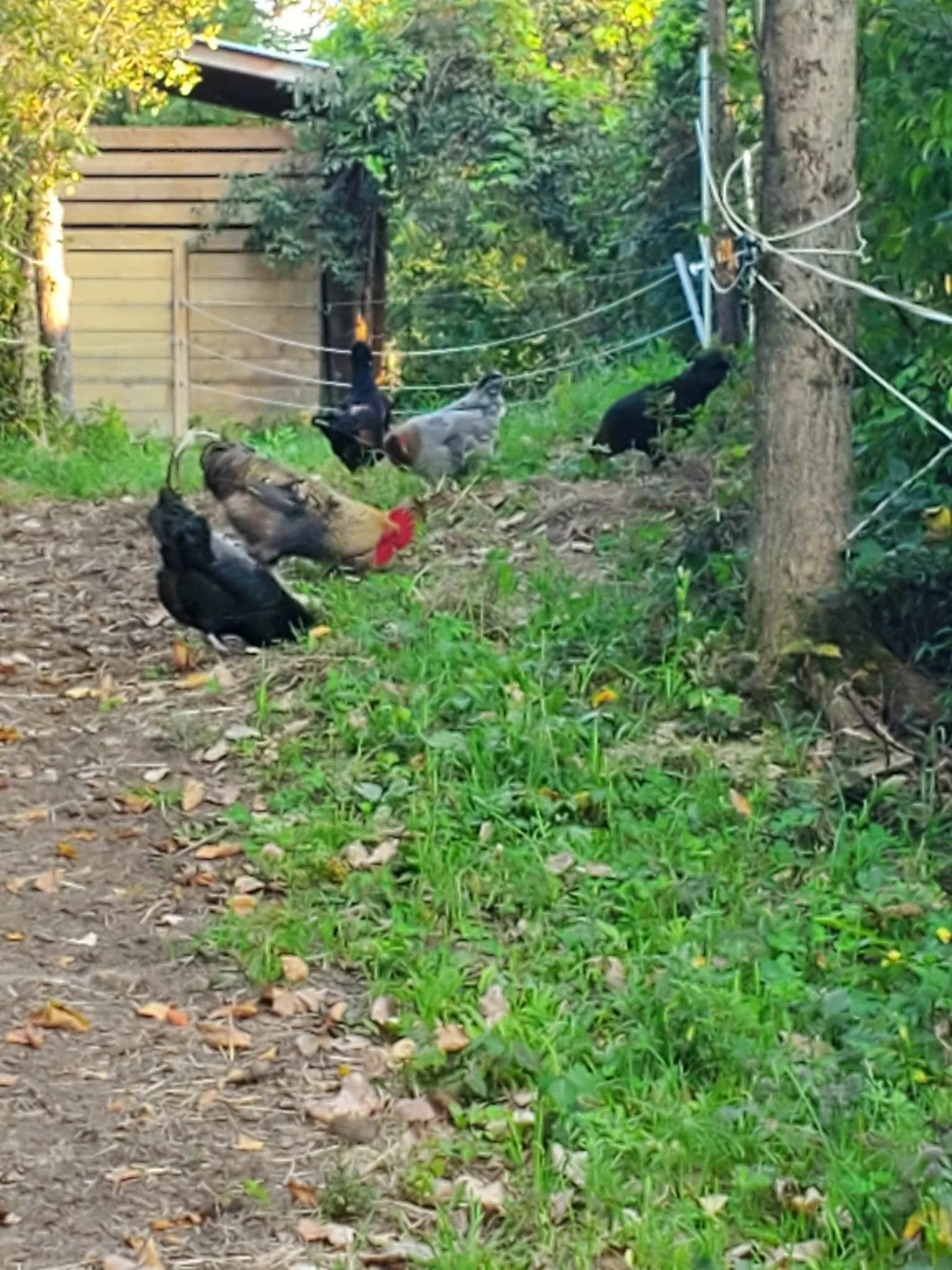 Multiple chickens wandering down a dirt path with green grass, trees, and fence.
