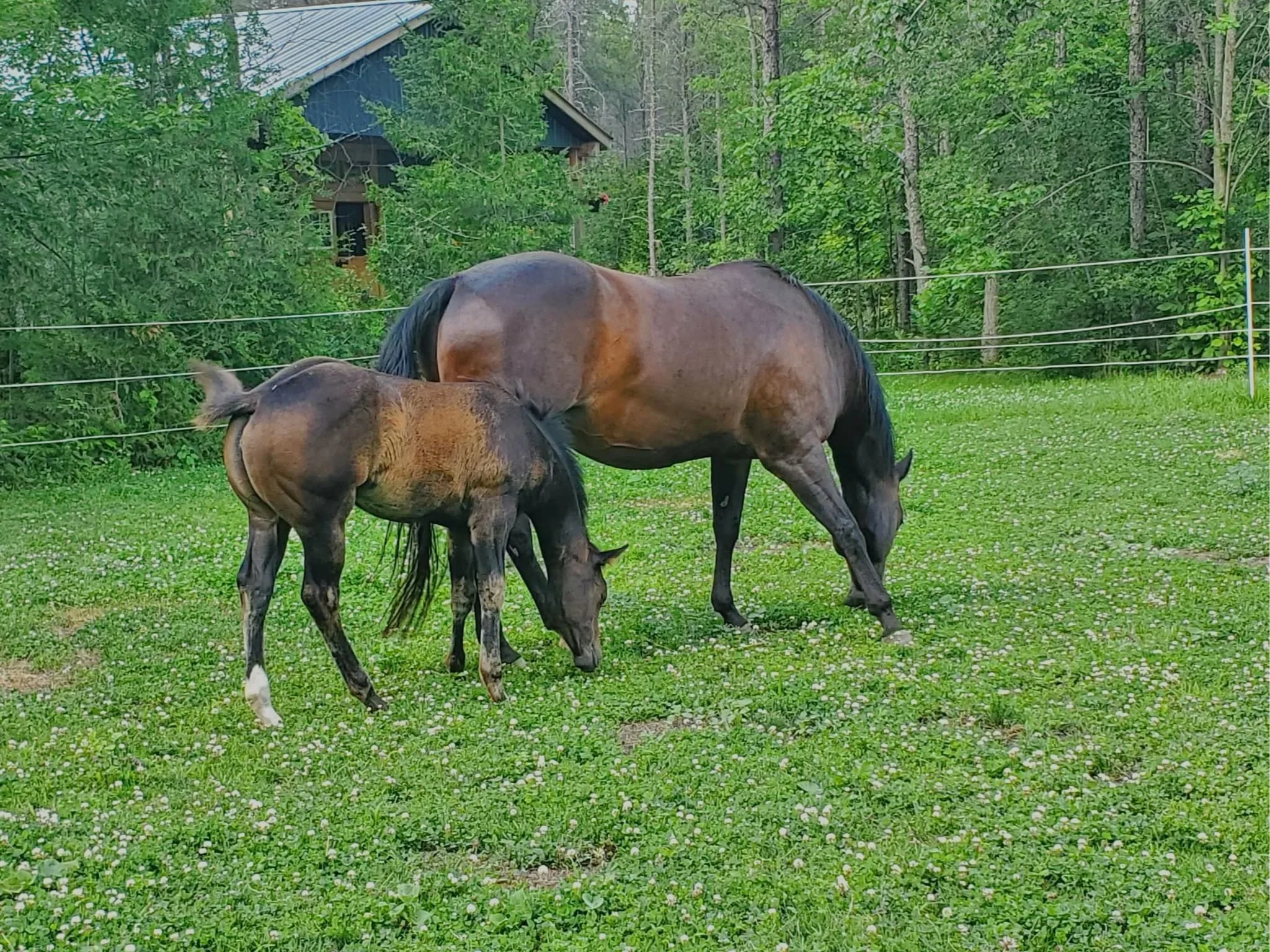 Two horses grazing on a green field of grass and small white flowers, with trees and a barn n the background.
