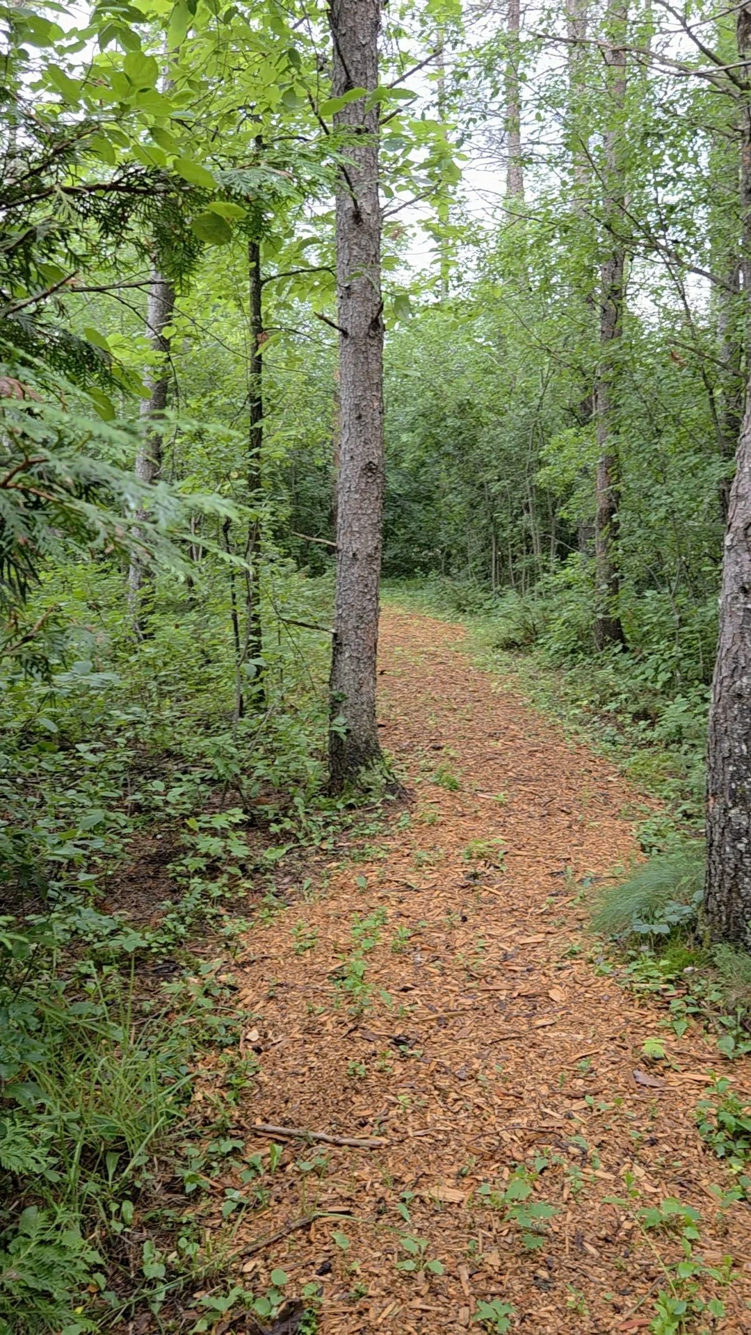 A mulch-covered path in a dense green forest with trees on either side and fallen leaves covering the ground.