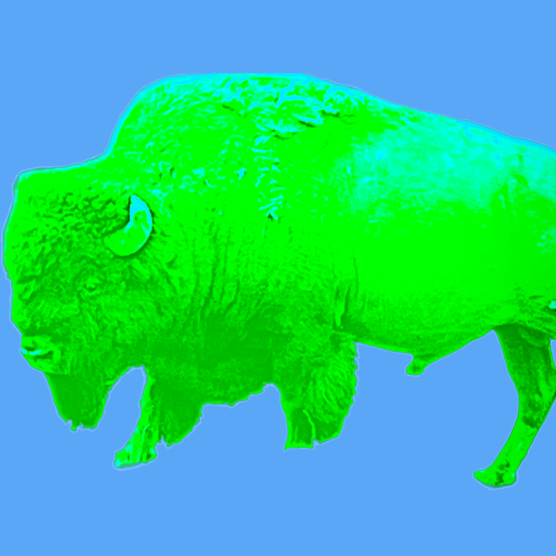 buffalo.png