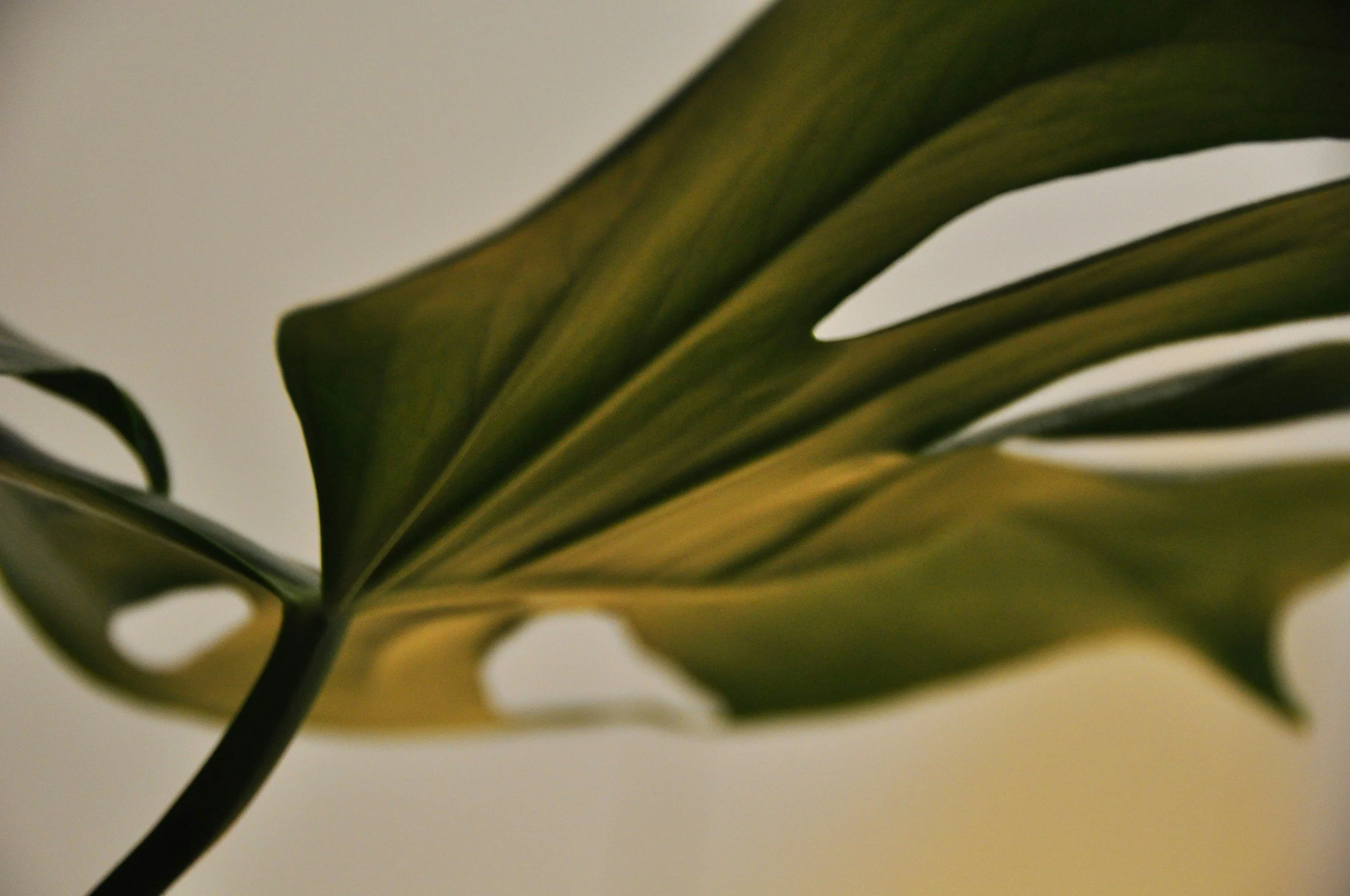 A close-up of a green variegated leaf with dark green and yellowish streaks on a blurred background.