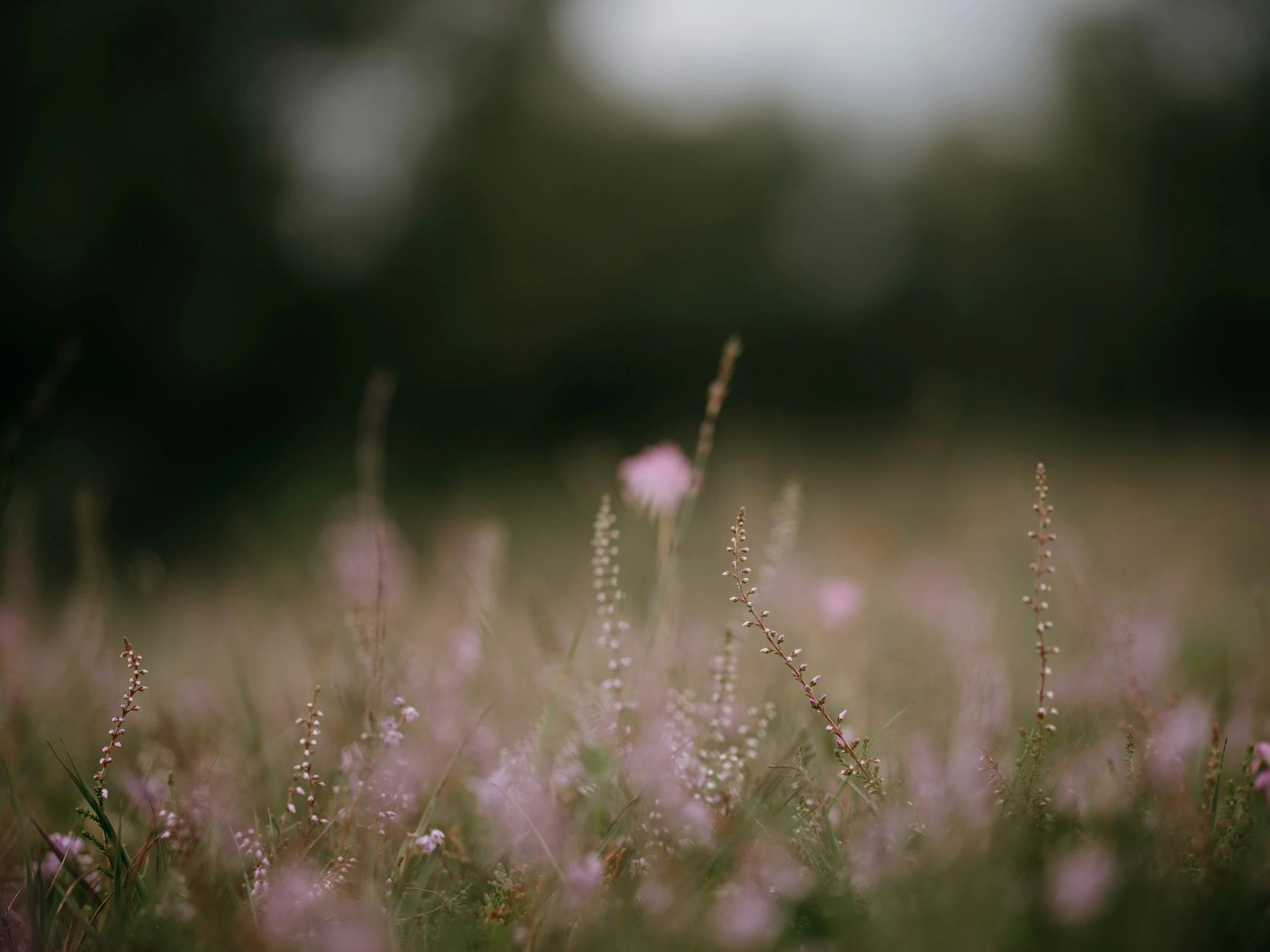 Close-up of small purple wildflowers in a grassy field with blurred green trees in the background.