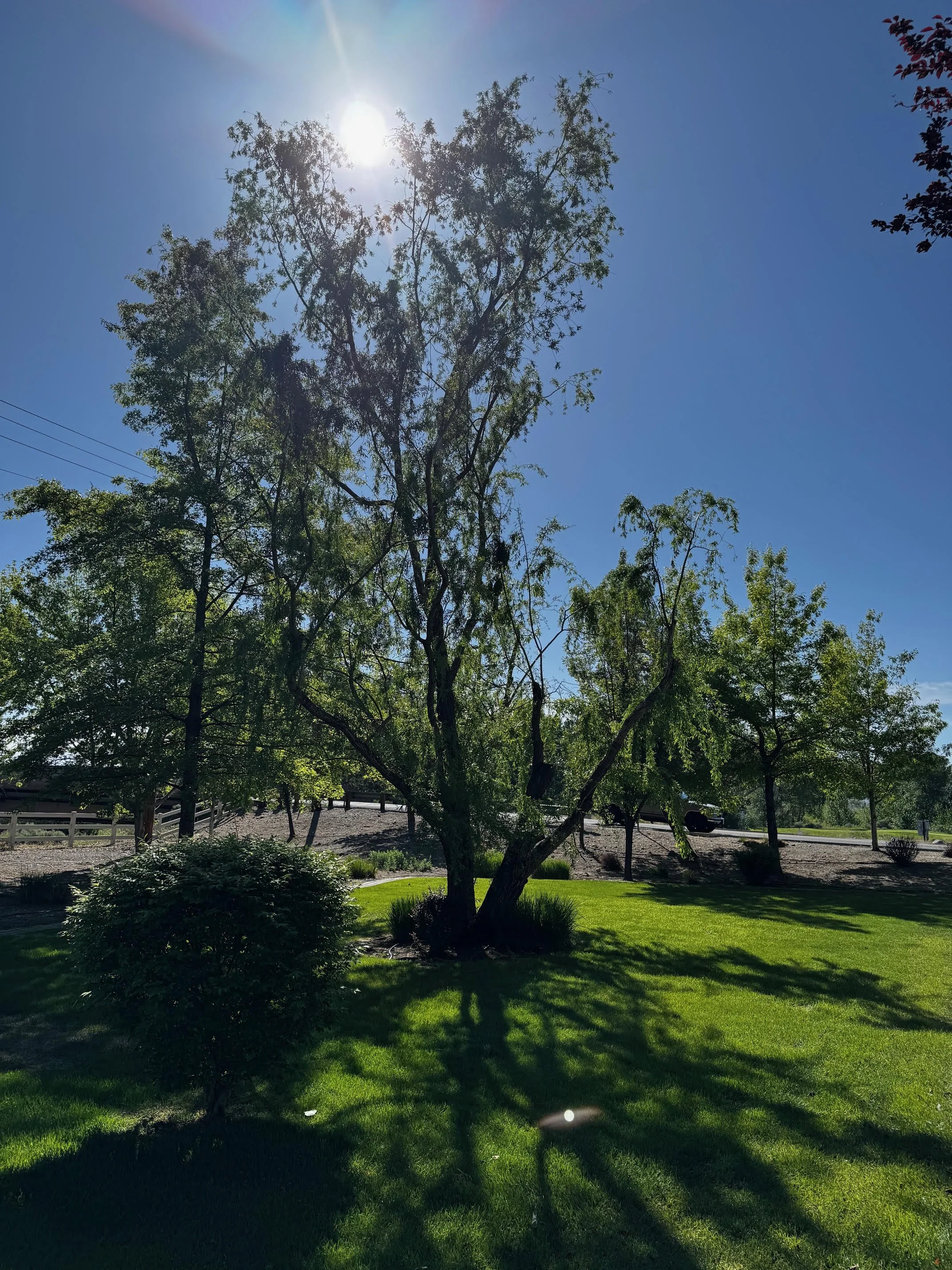 Treehabilitation