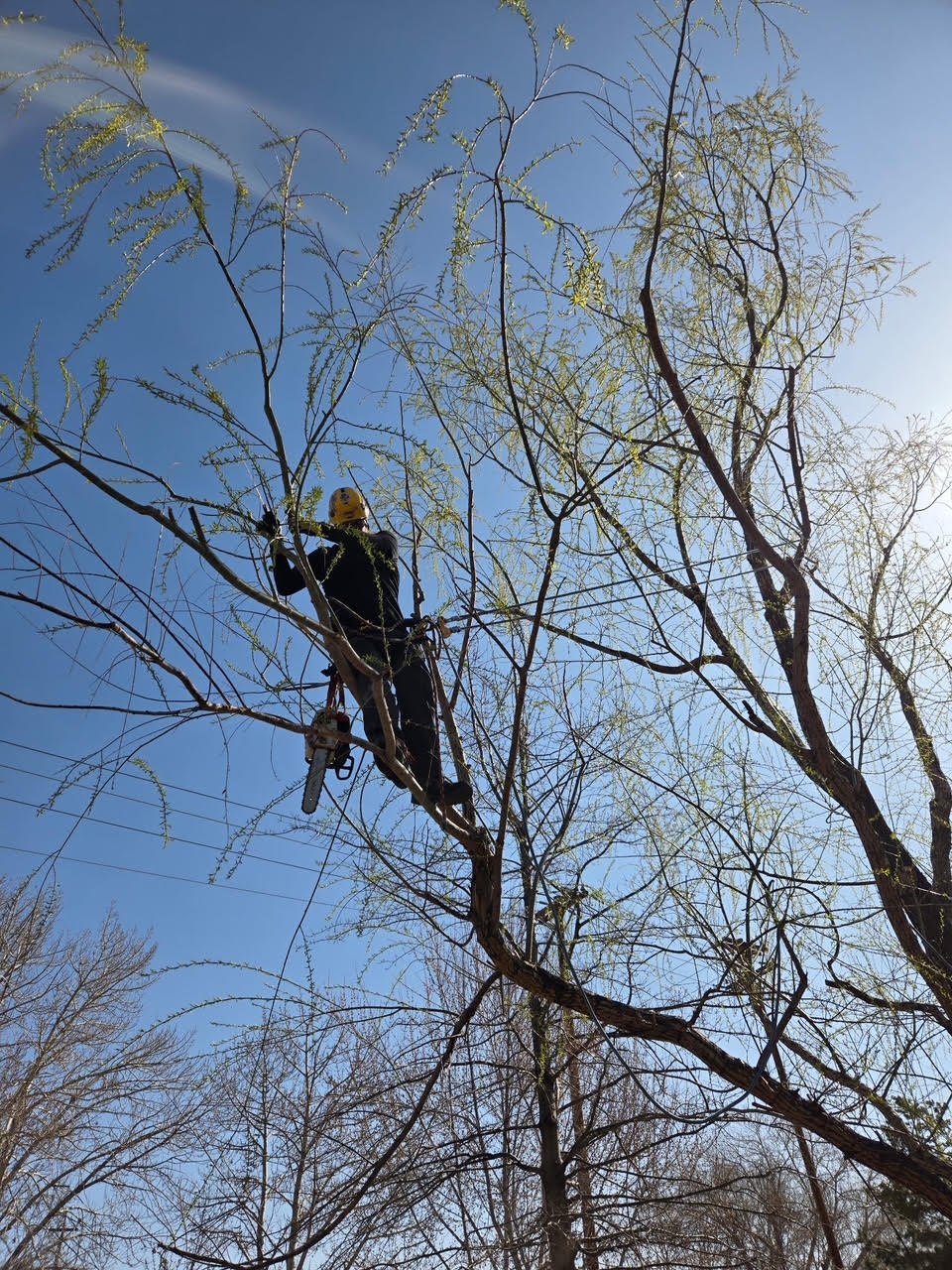 Pruning