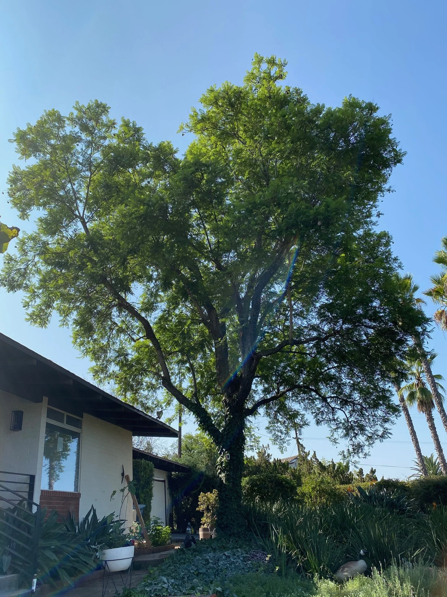 Limbs Over Structure