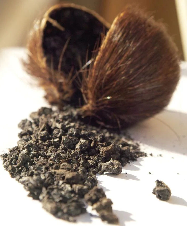 A coconut shell with shredded coconut meat and shredded coconut pieces on a white surface.