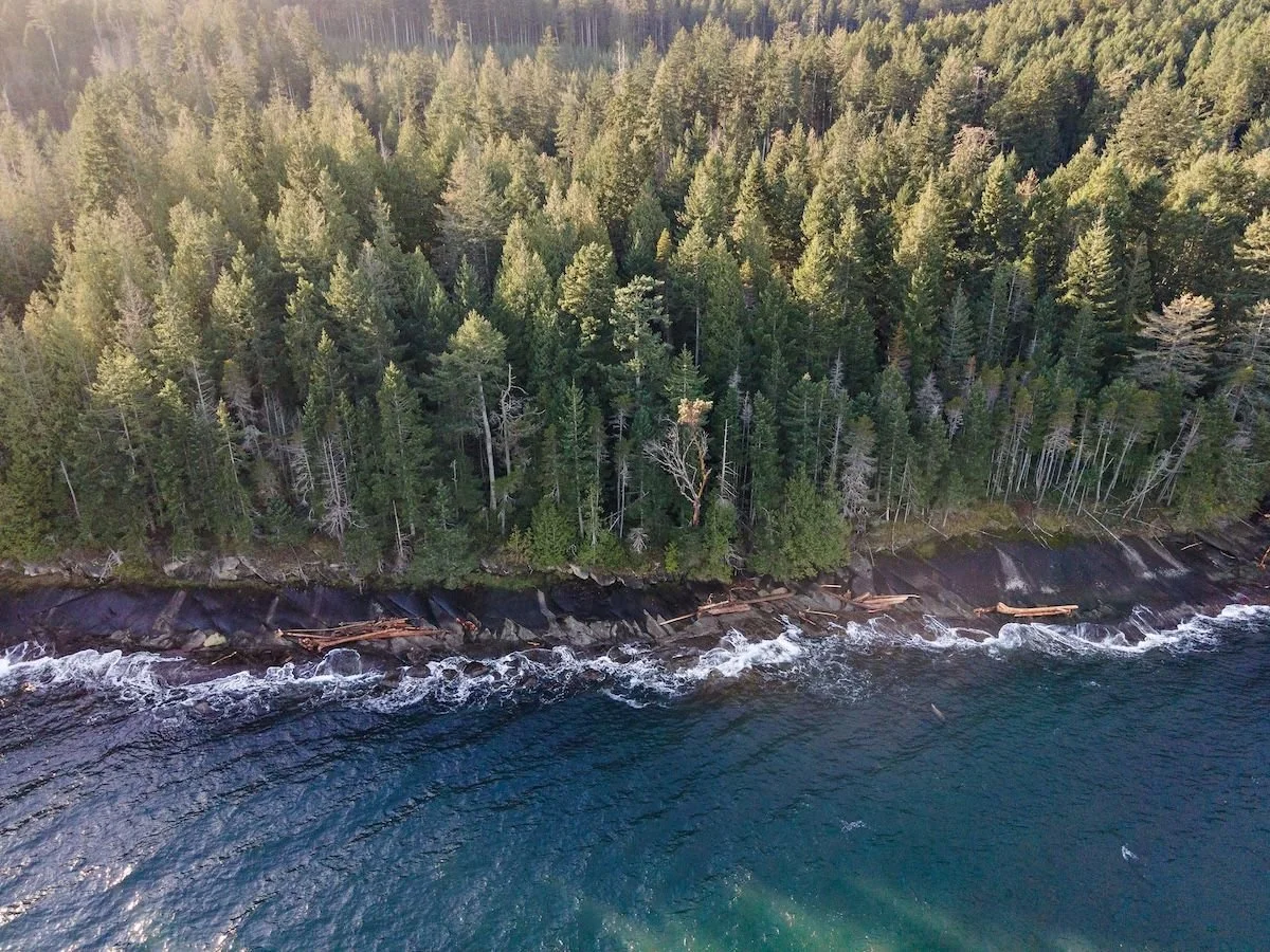 Sunny waterfront coastline with sparkling water and sun-drenched trees, showcasing the stunning natural beauty of Vancouver Island waterfront properties for sale.