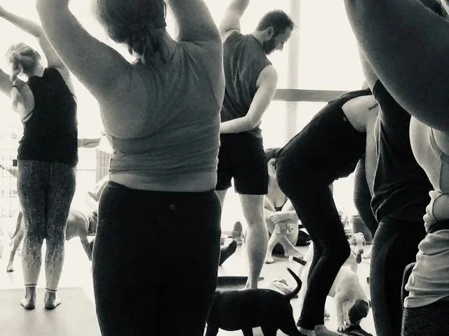 Puppy+Yoga.jpg