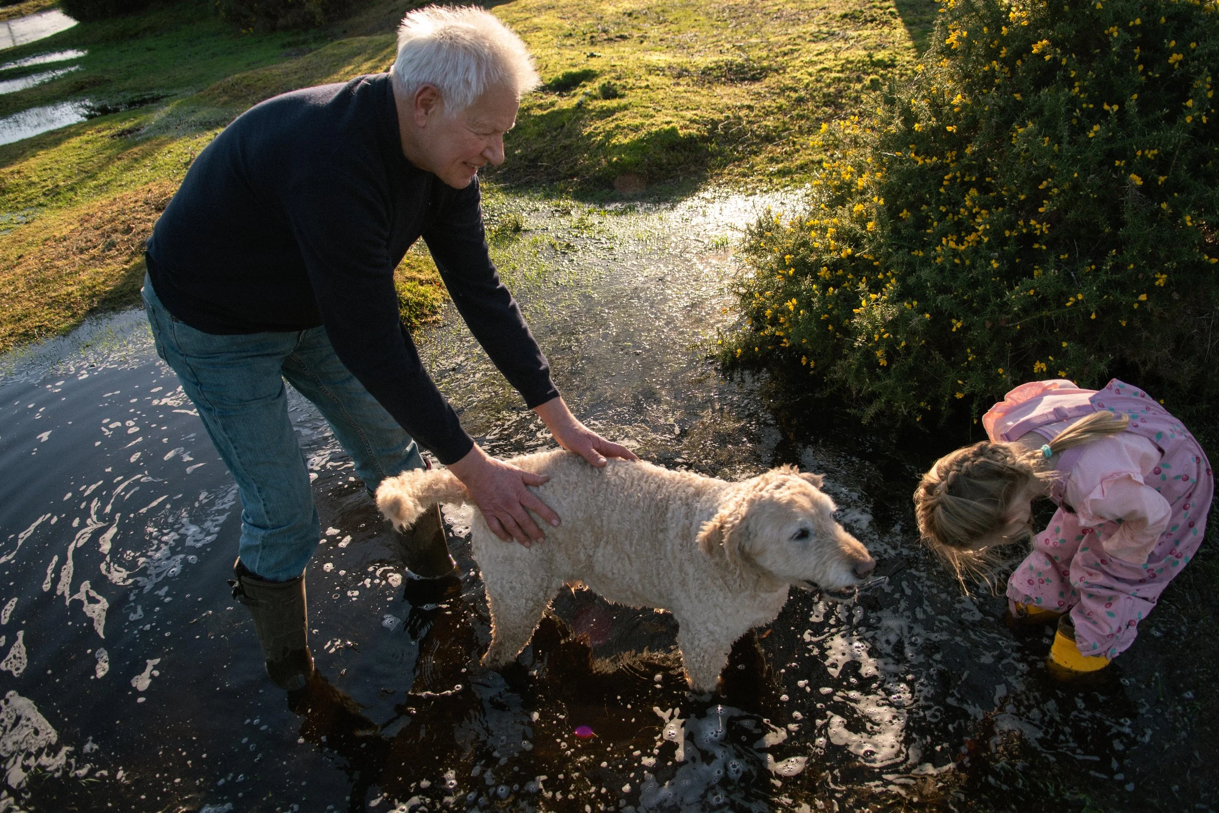 An elderly man in jeans and boots holds a dog in shallow water while a young girl in pink with yellow boots looks into the water near a bush with yellow flowers; it appears to be late afternoon.