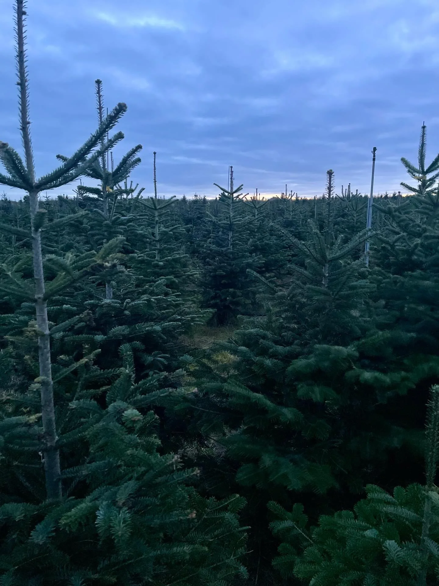 Heute haben wir unseren Weihnachtsbaum selbst geschlagen 🌲🪚&ndash; auf dem Werderaner Tannenhof, ganz in der N&auml;he unserer Ferienwohnung. Ein so sch&ouml;ner Ort f&uuml;r einen kleinen Adventsausflug: zwischen Tannenreihen spazieren, den eigene