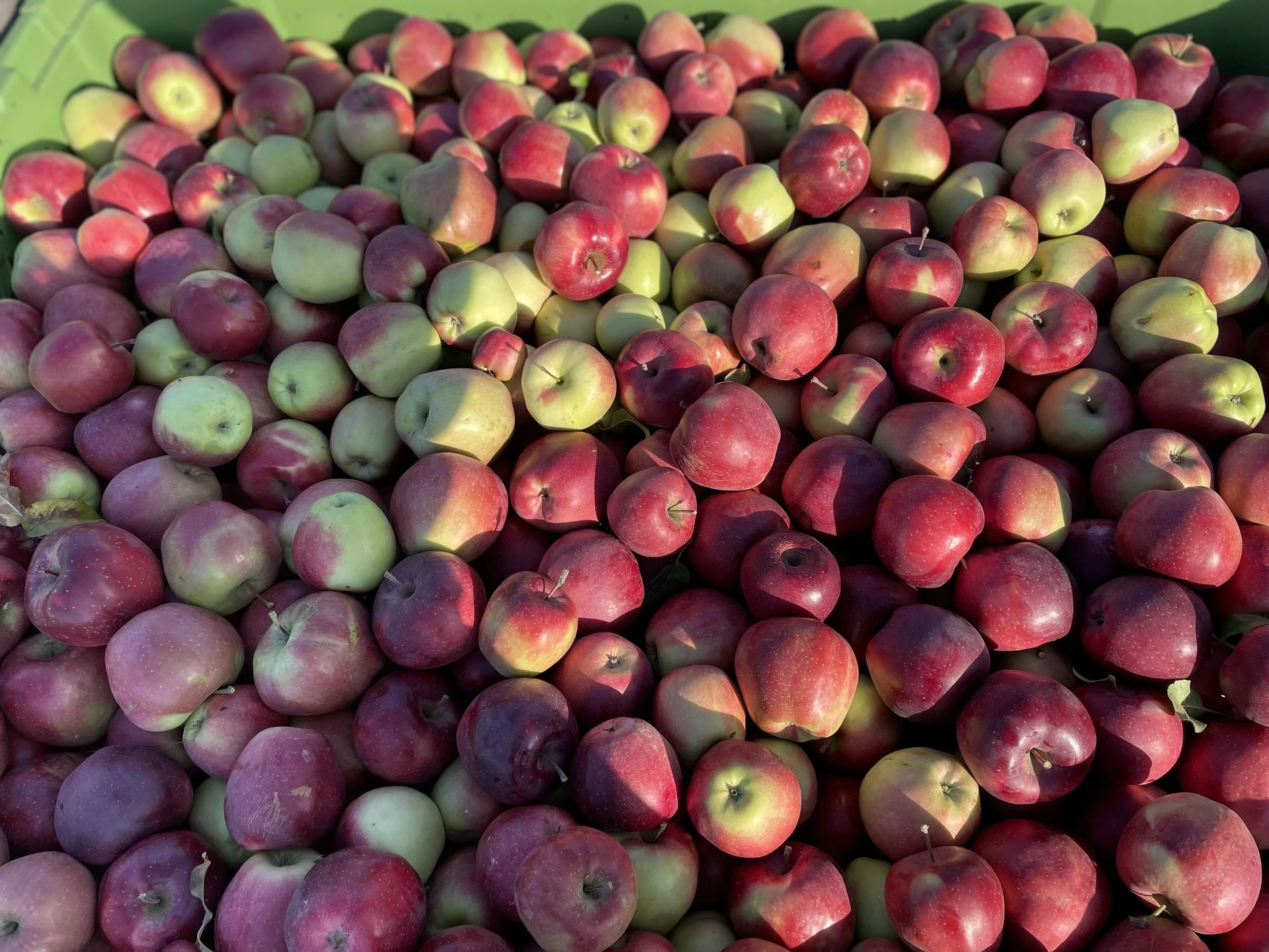 Apfelernte in Werder