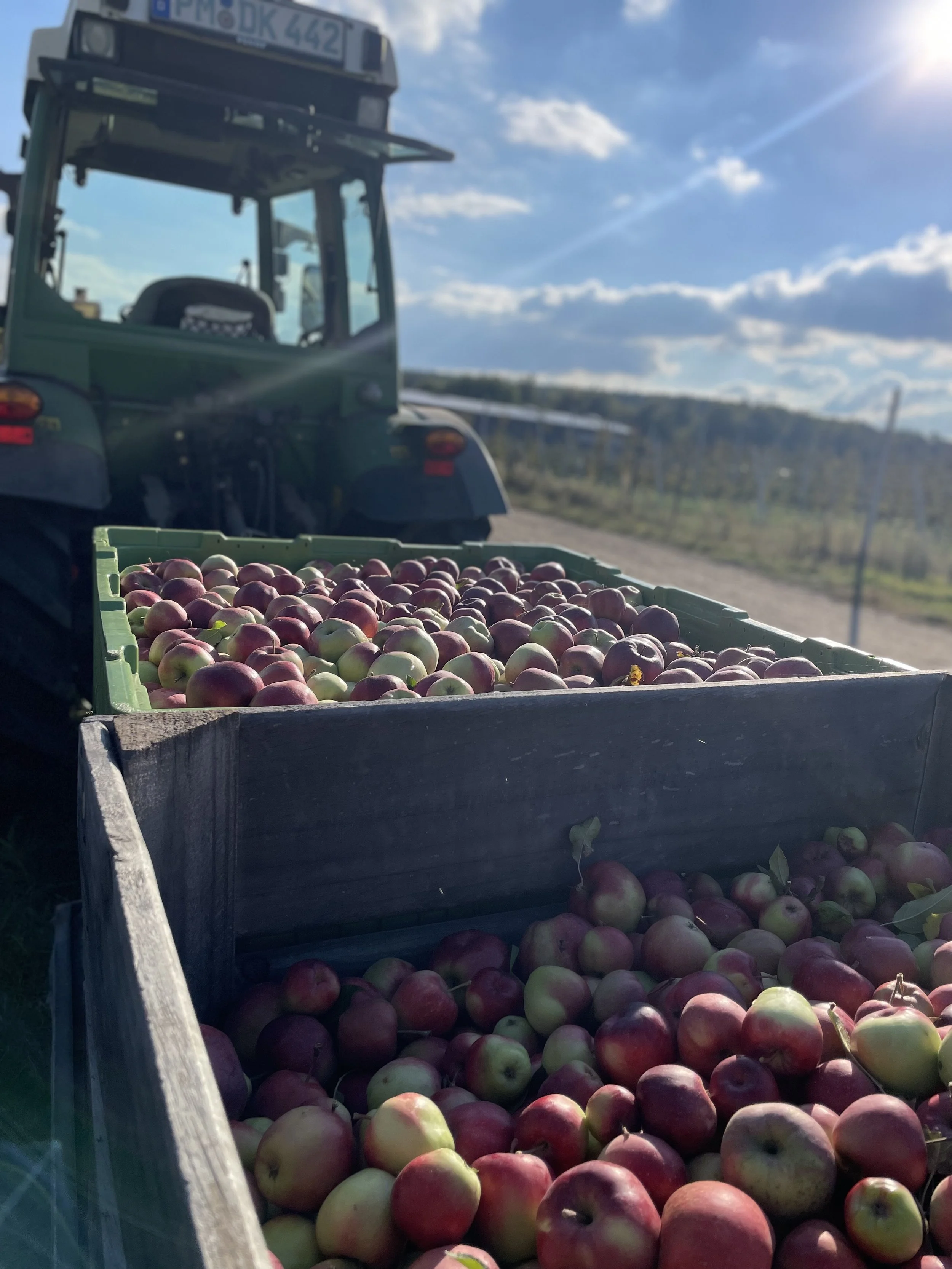 Apfelernte in Werder