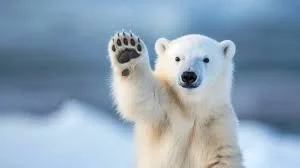 POLAR BEAR PLUNGE @ OCEAN VIEW