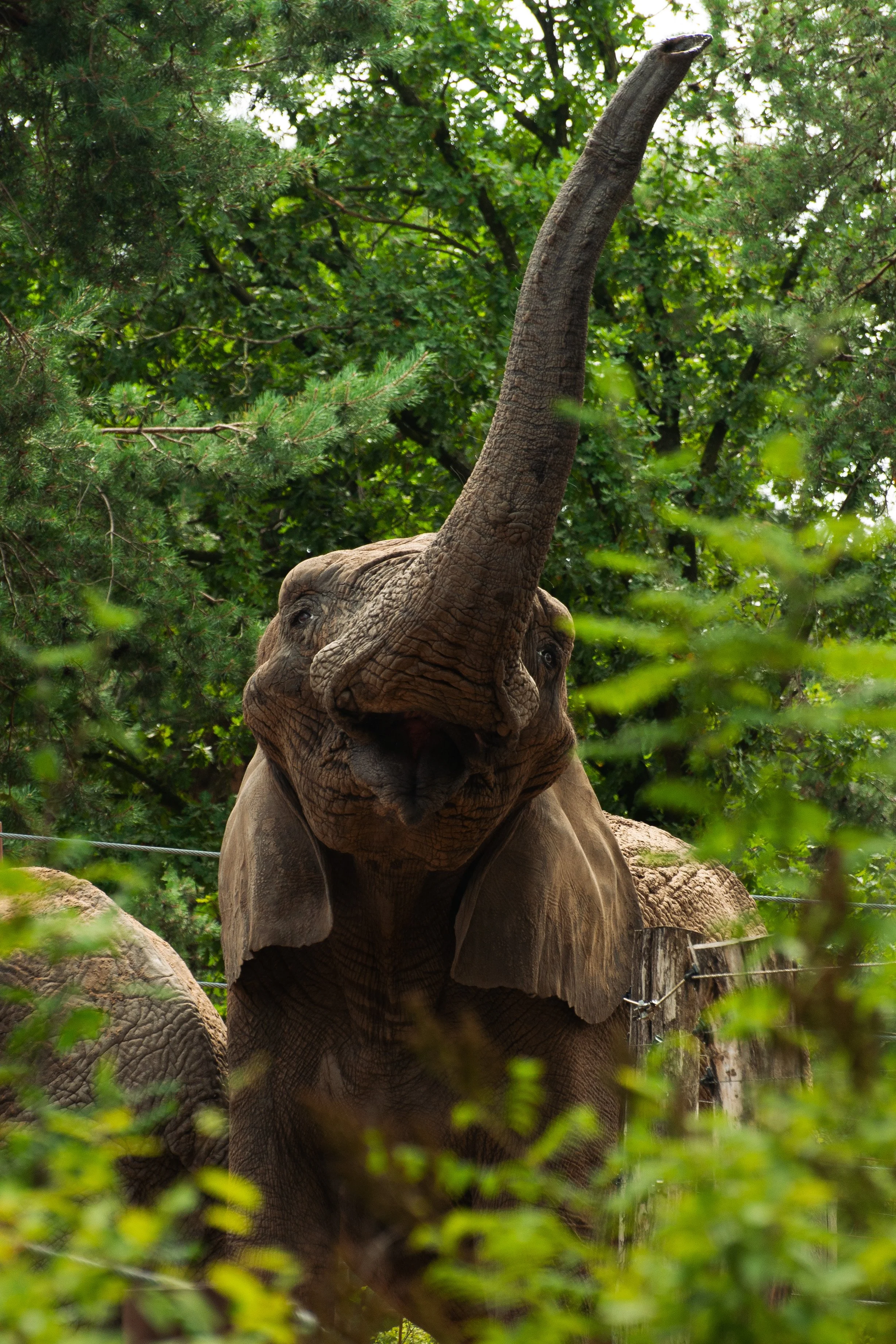 Olifant Beekse Bergen.JPG