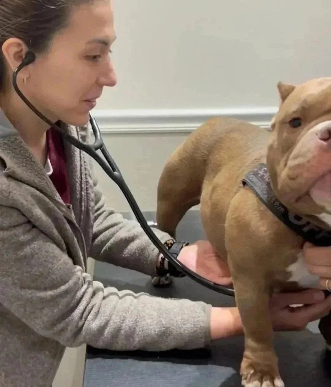 Veterinary team member checking a dog on an exam table at Veterinarian Pet Alliance in Newark, NJ.