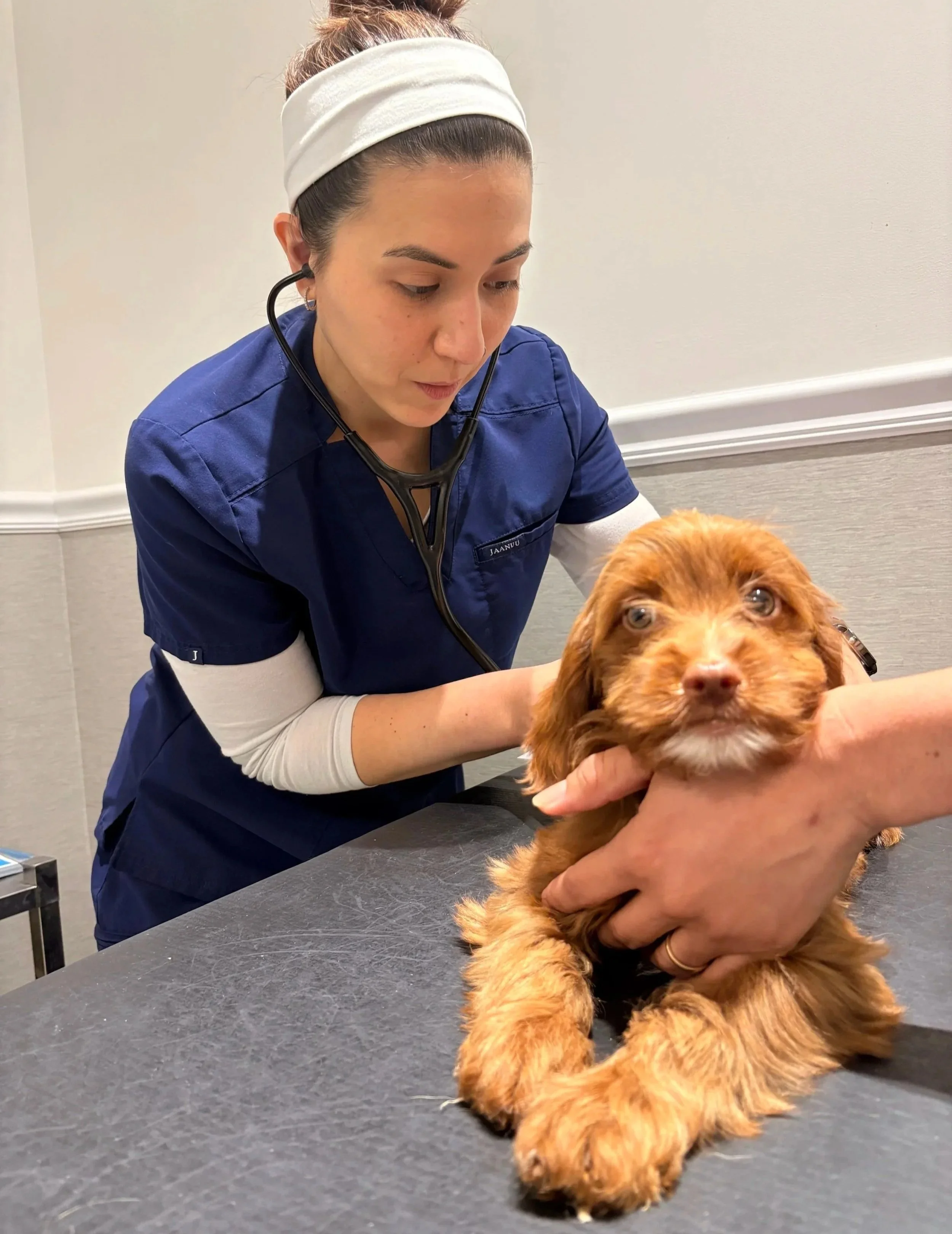 A veterinarian checks a small dog during an exam before choosing safe medication support in Newark, NJ.