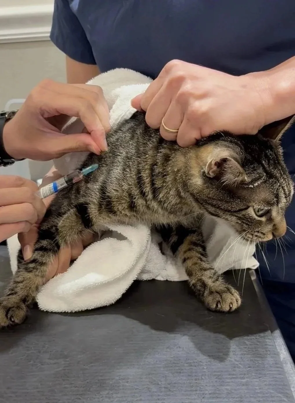 Cat receiving veterinary care for blood work and lab testing at Veterinarian Pet Alliance in Newark, NJ