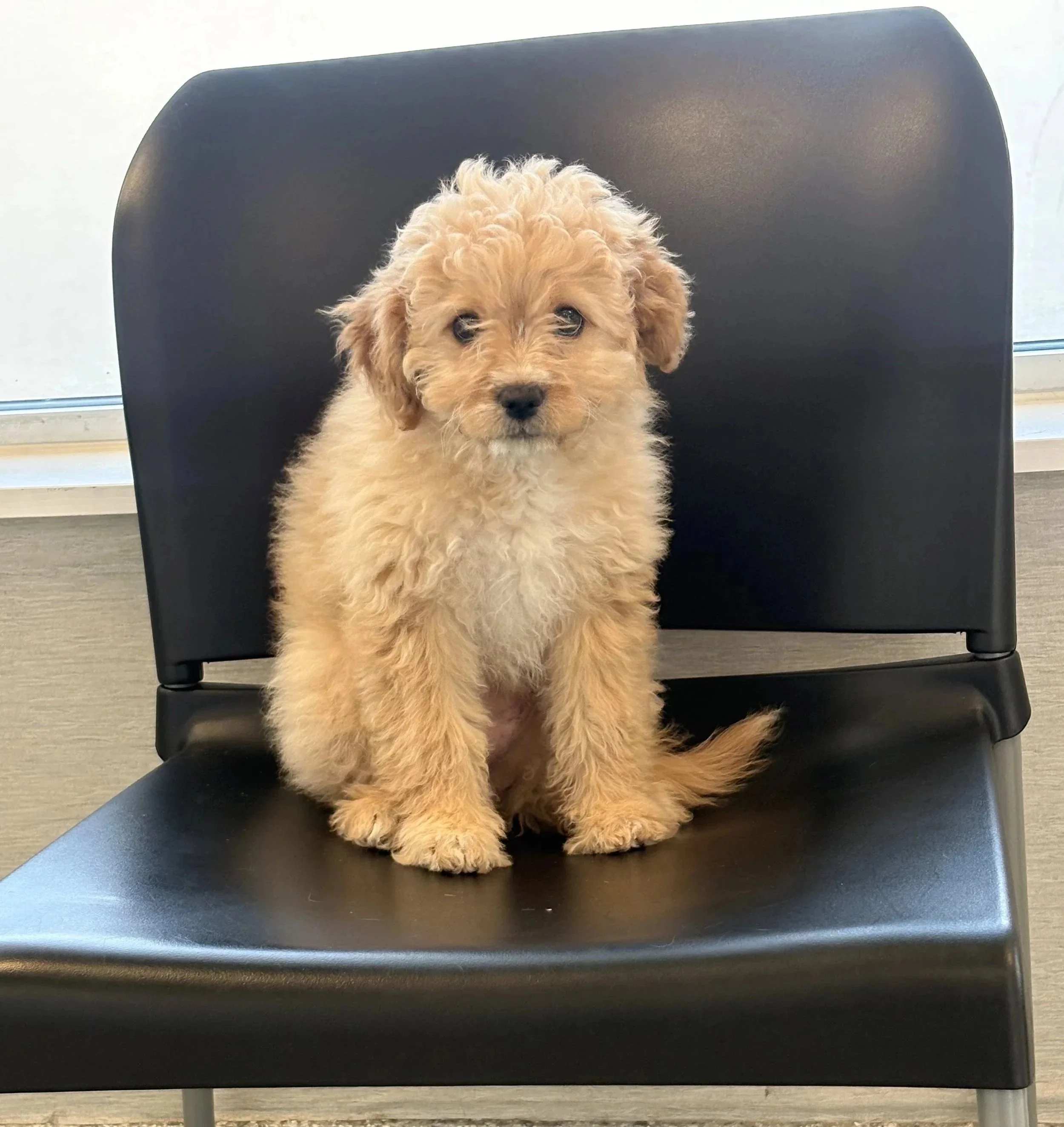 Puppy at Veterinarian Pet Alliance in Newark NJ