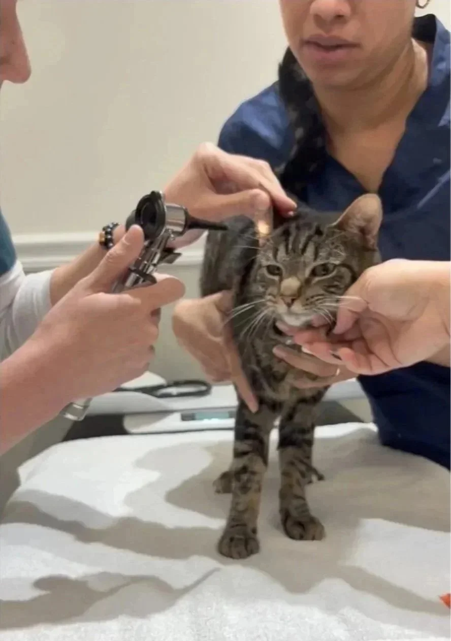 Cat allergy and skin care at Veterinarian Pet Alliance in Newark NJ