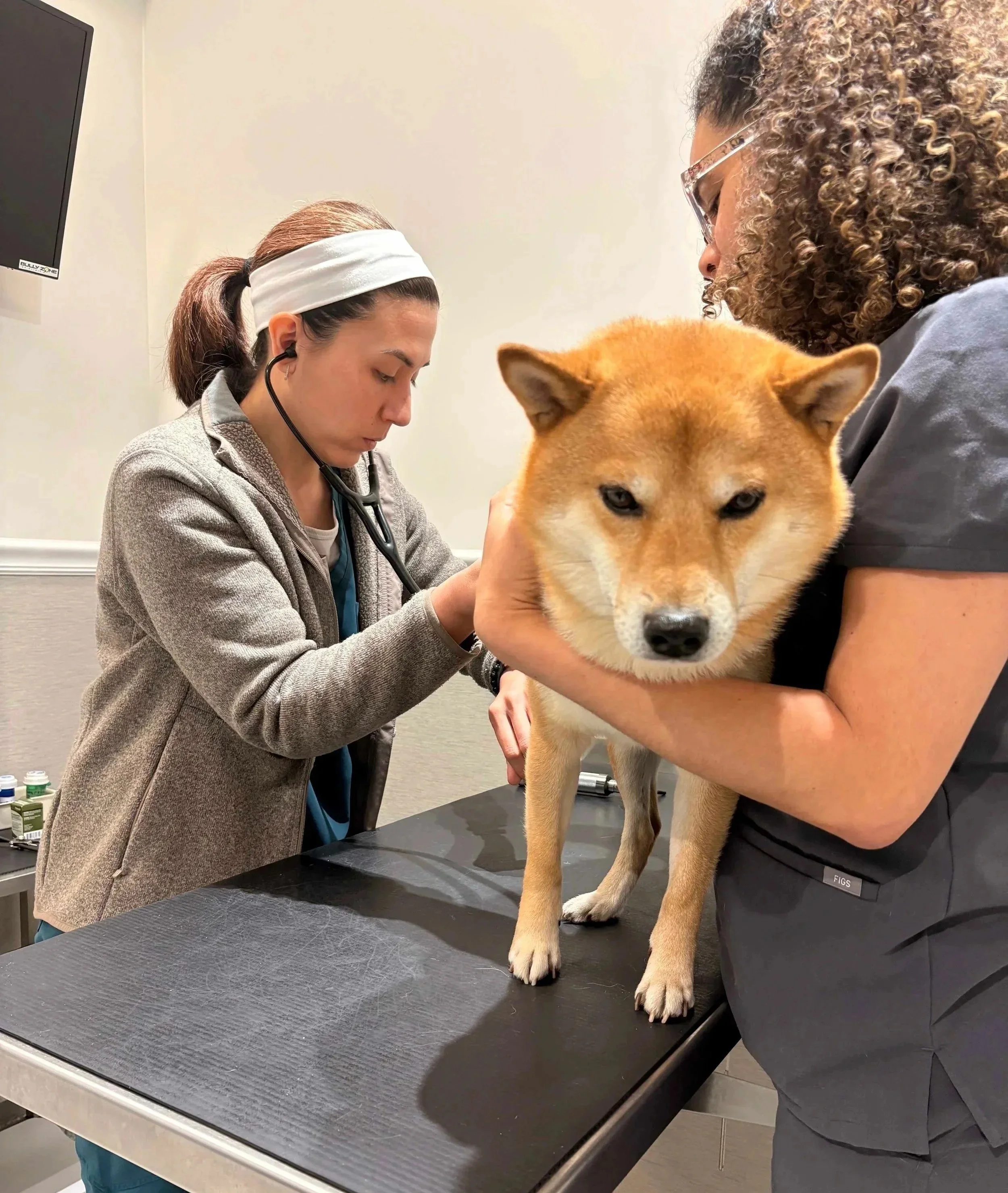 A veterinarian reviews medication questions during a dog visit at Veterinarian Pet Alliance in Newark, NJ.