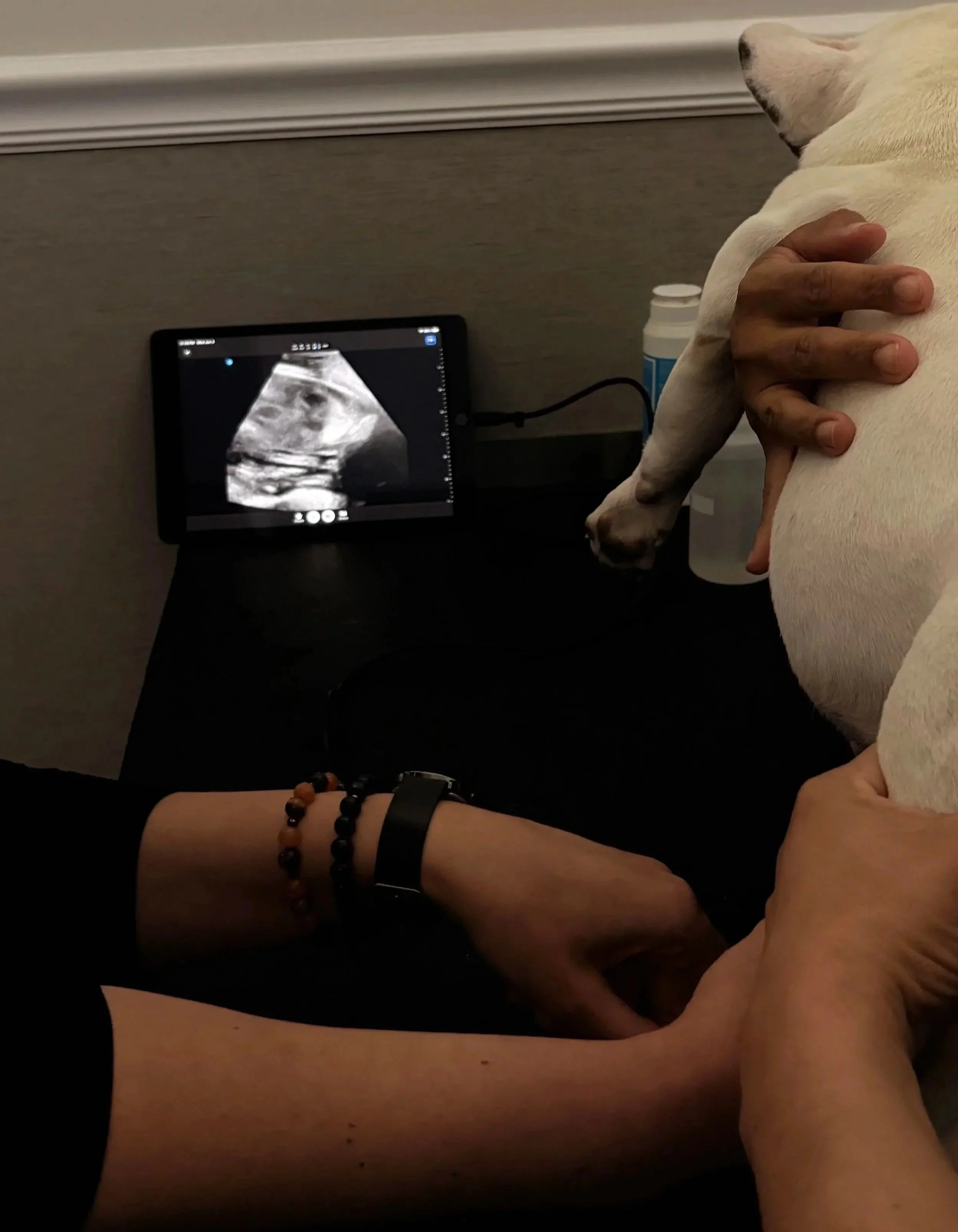 A veterinary ultrasound screen is viewed during an imaging visit at The Veterinarian Pet Alliance in Newark, NJ.