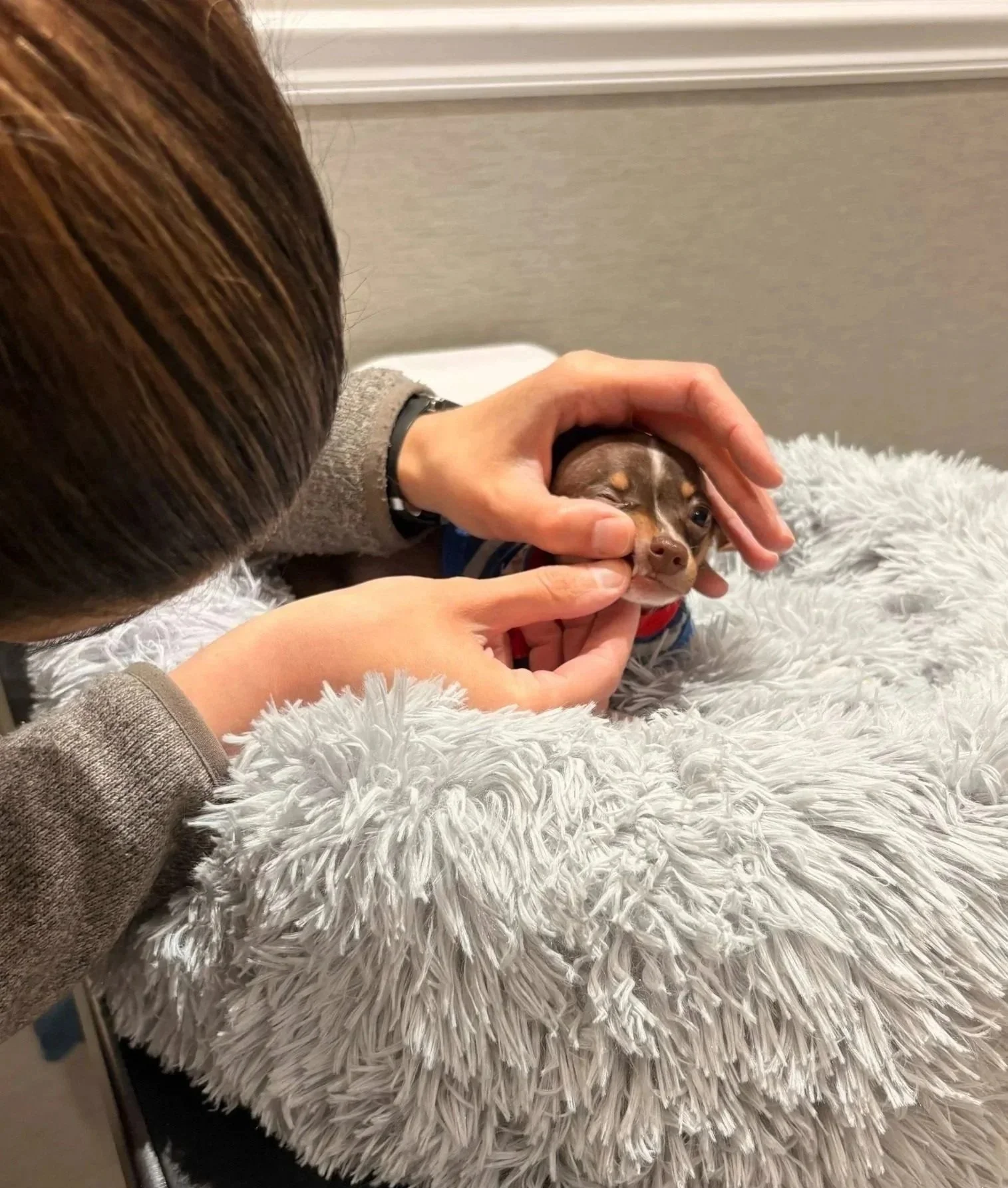 Small puppy receiving a close face and eye check during a veterinary visit in Newark, NJ.
