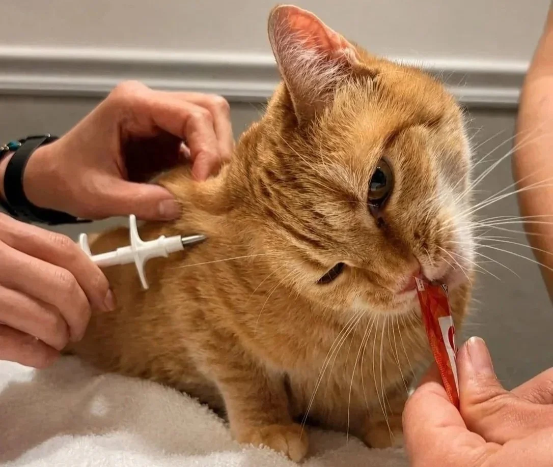 Cat receiving a microchip during a vet visit in Newark NJ
