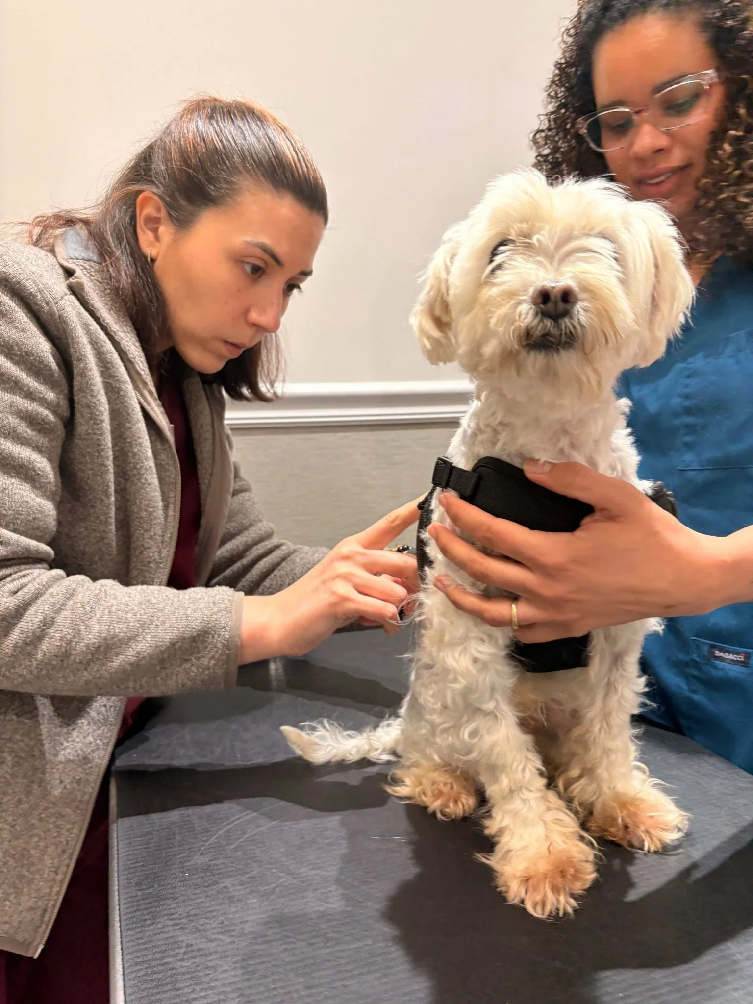 Veterinary team examines a small dog during a medication-related visit at Veterinarian Pet Alliance in Newark NJ.
