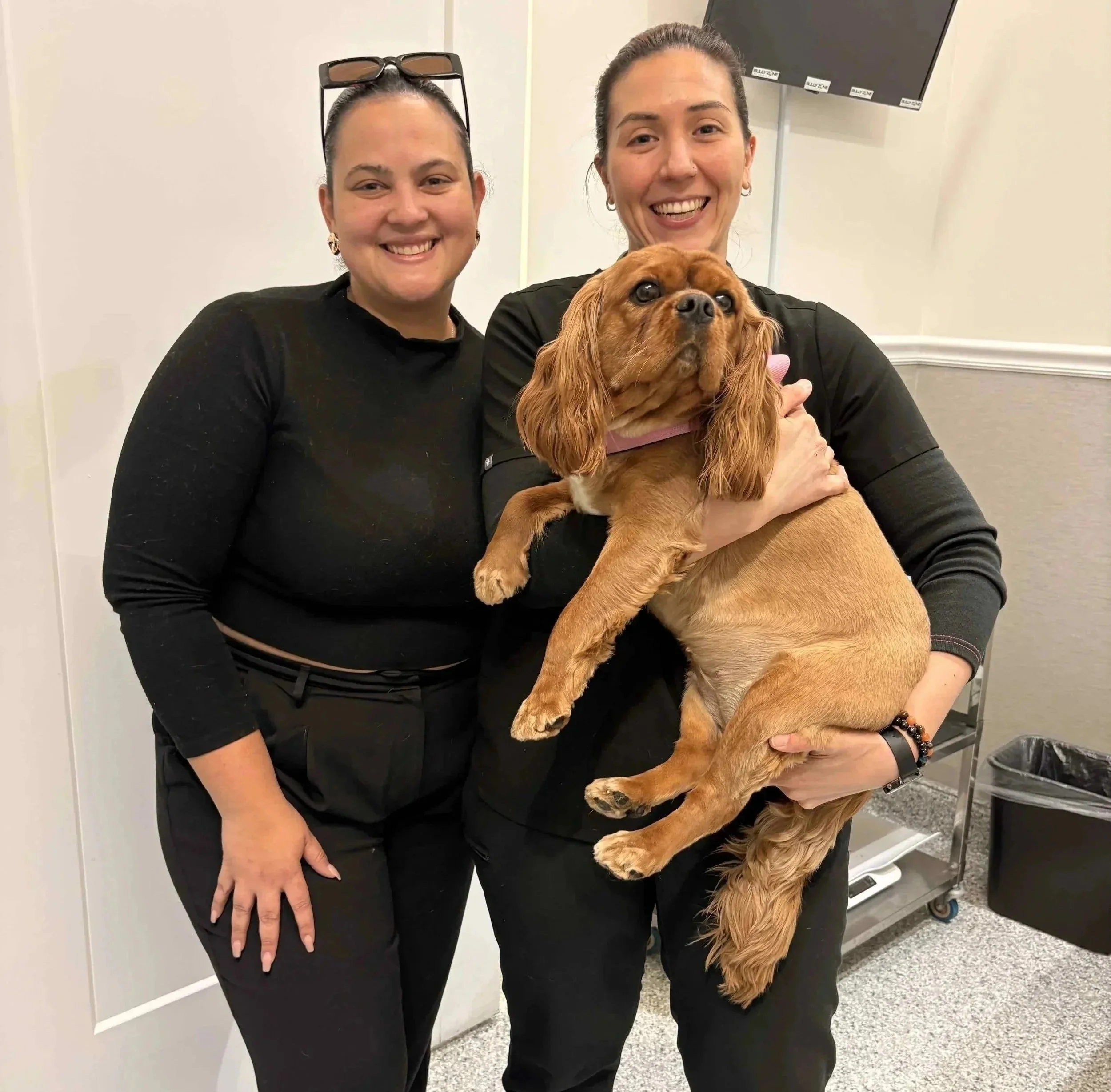 Veterinarian providing parasite prevention care for a dog in Newark NJ
