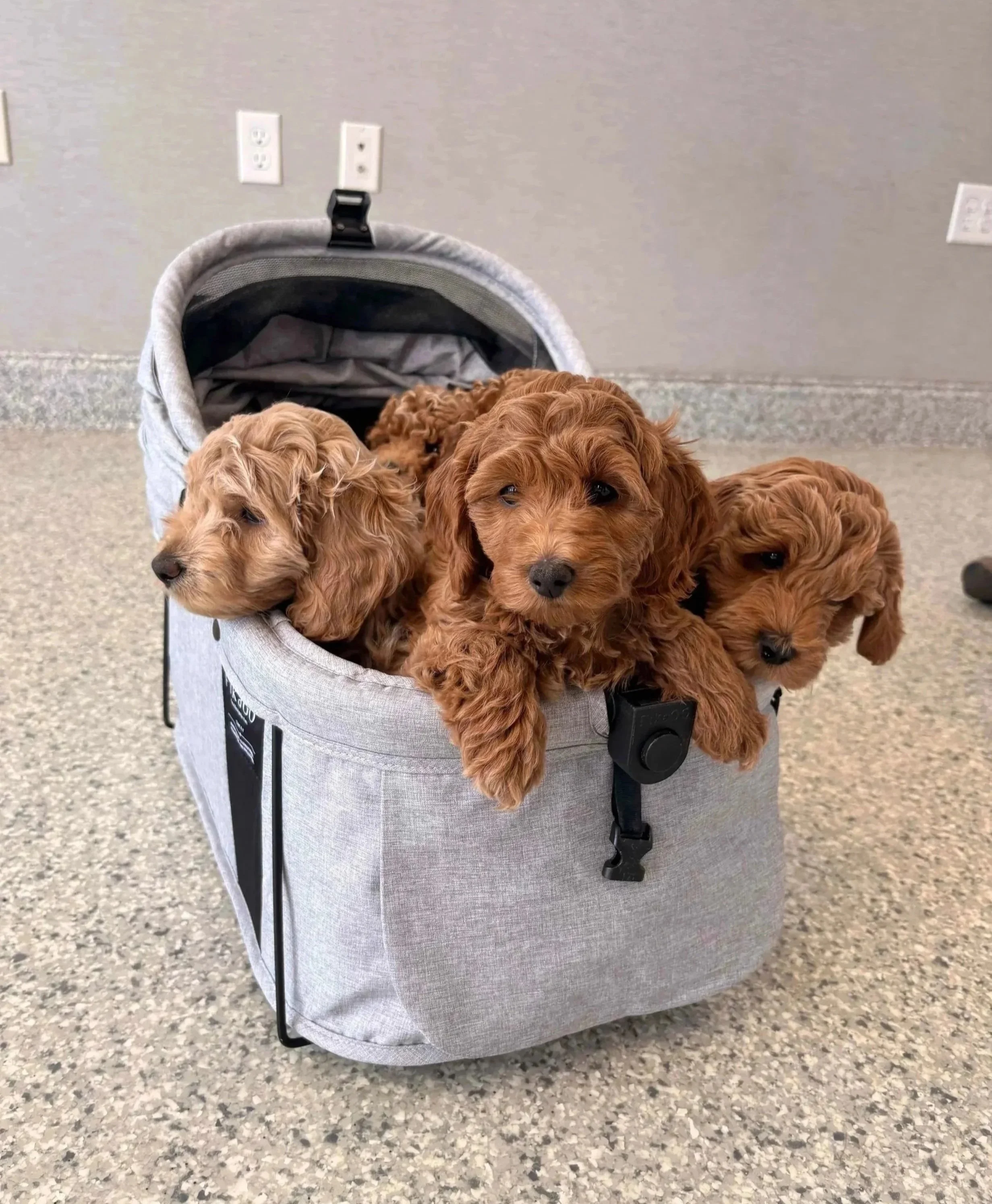 Two puppies resting in a carrier during a young pet visit at Veterinarian Pet Alliance in Newark, NJ.