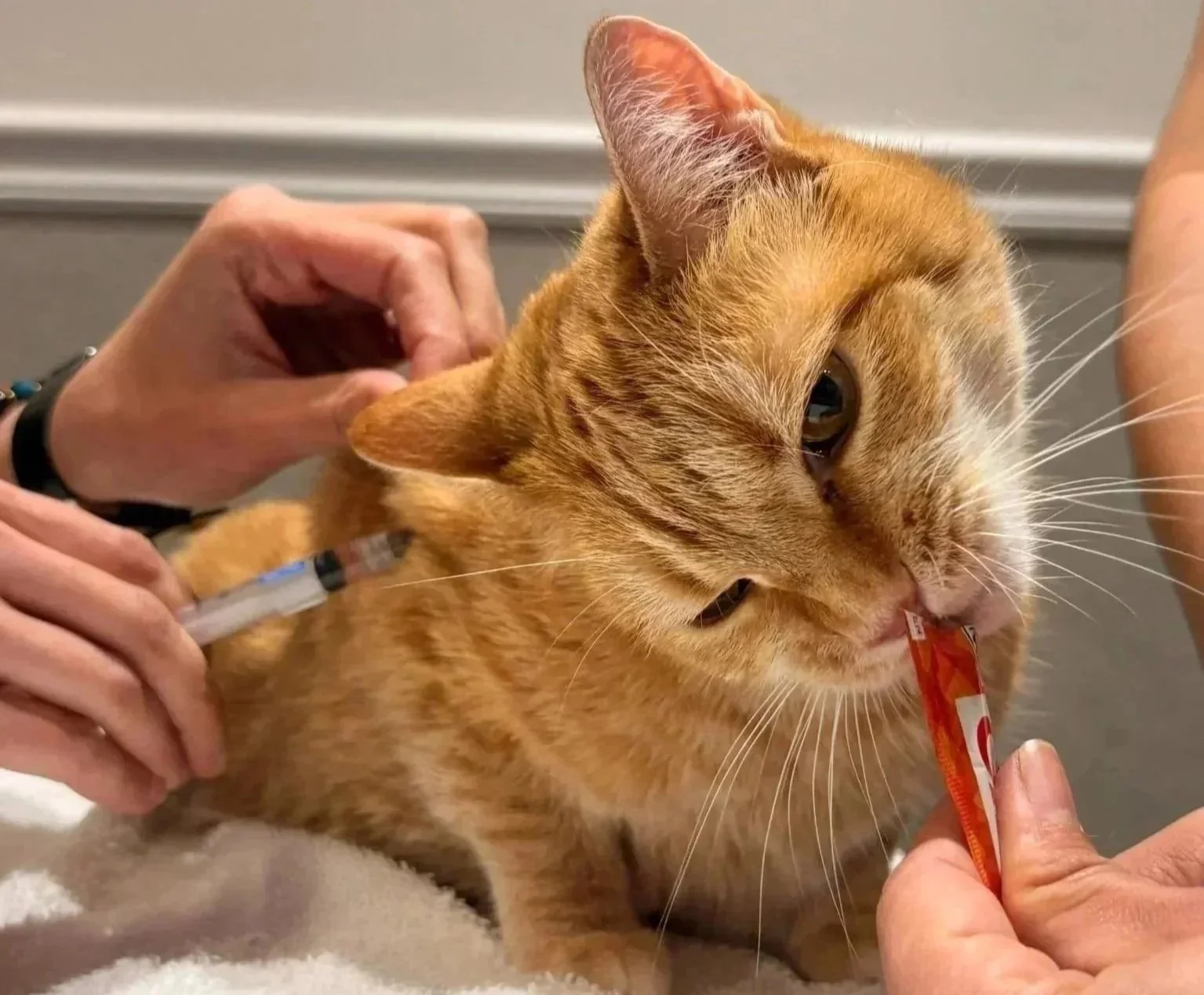 Cat receiving a rabies vaccine at Veterinarian Pet Alliance in Newark, NJ