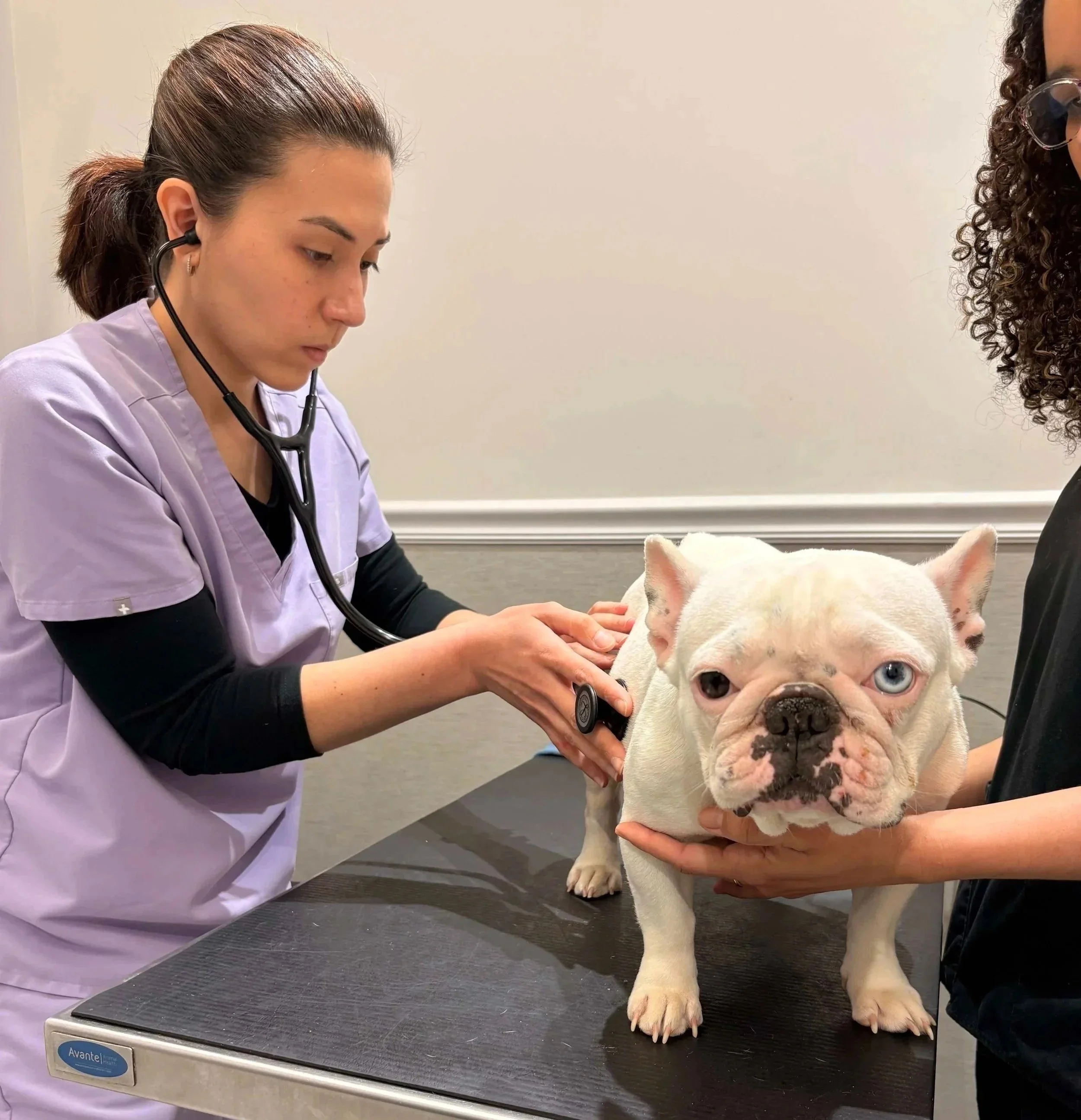 Veterinarian checking a dog during a surgical evaluation at Veterinarian Pet Alliance in Newark, NJ.