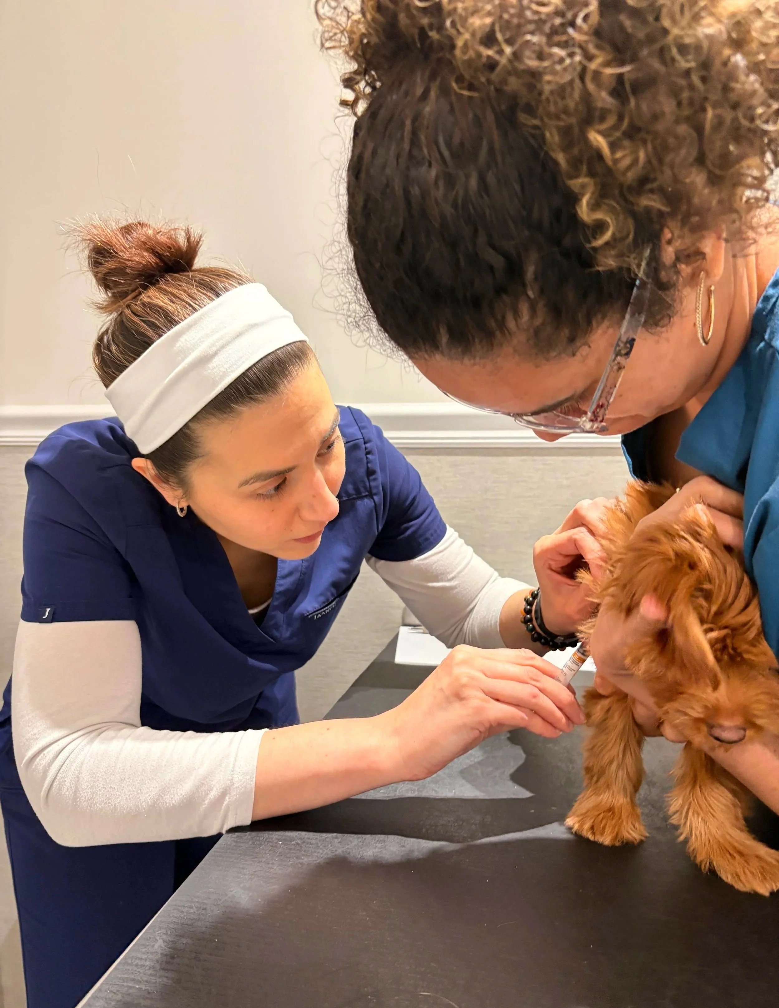 A veterinary team member checks a small dog's mouth during a hands-on visit at The Veterinarian Pet Alliance in Newark, NJ.