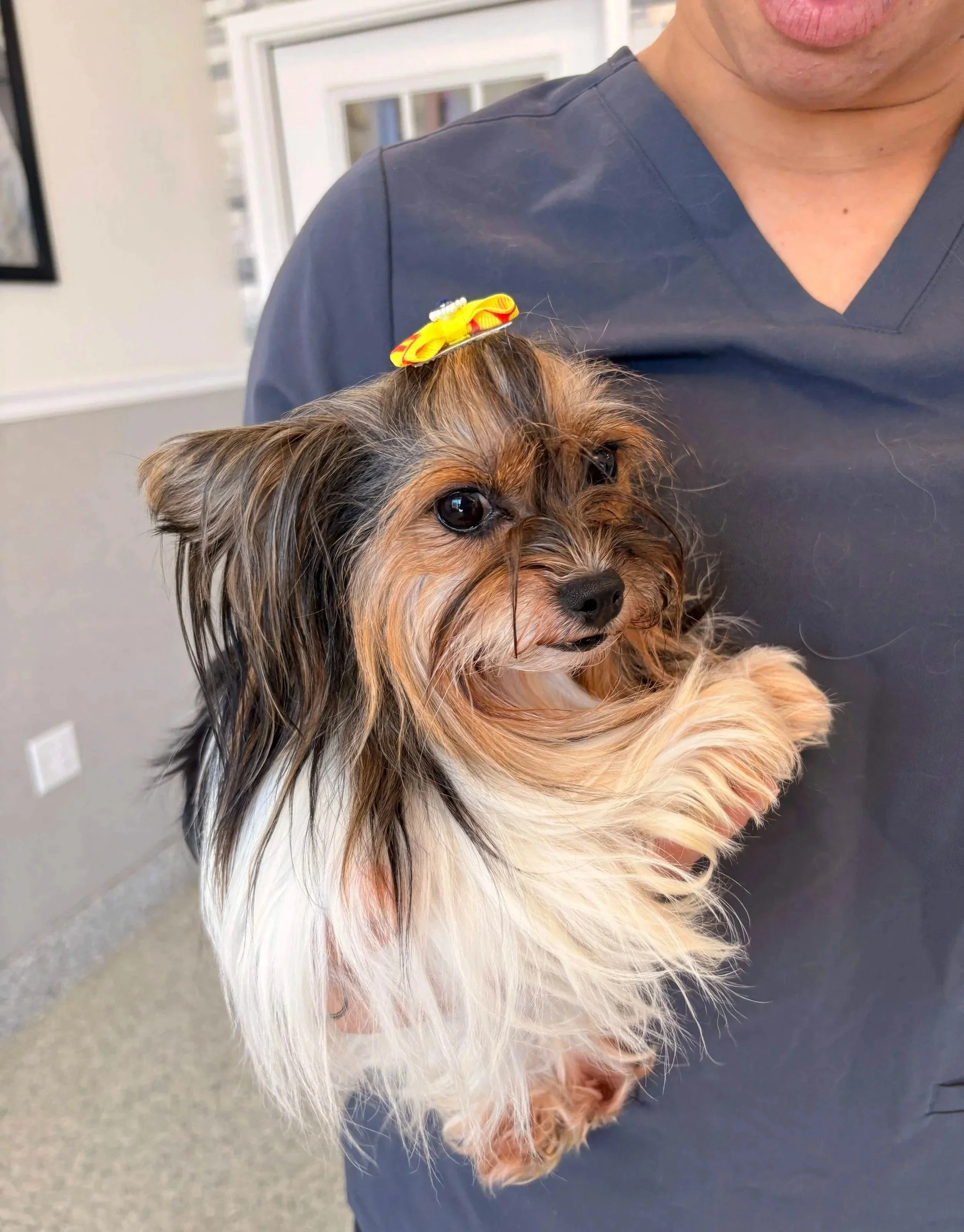 Small dog held by a veterinary professional during a care visit at Veterinarian Pet Alliance in Newark, NJ.