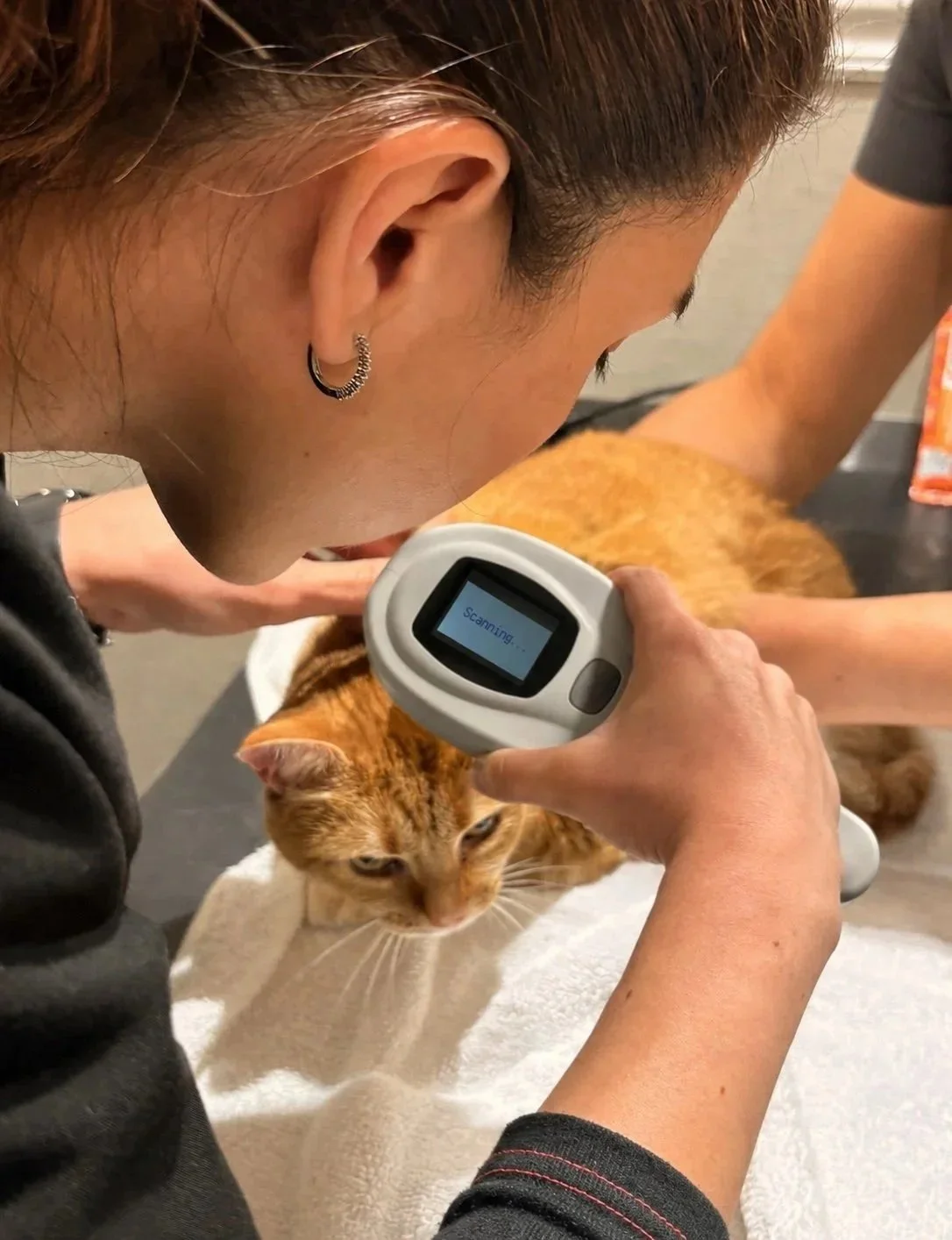 Cat having microchip scanned during a veterinary visit in Newark NJ