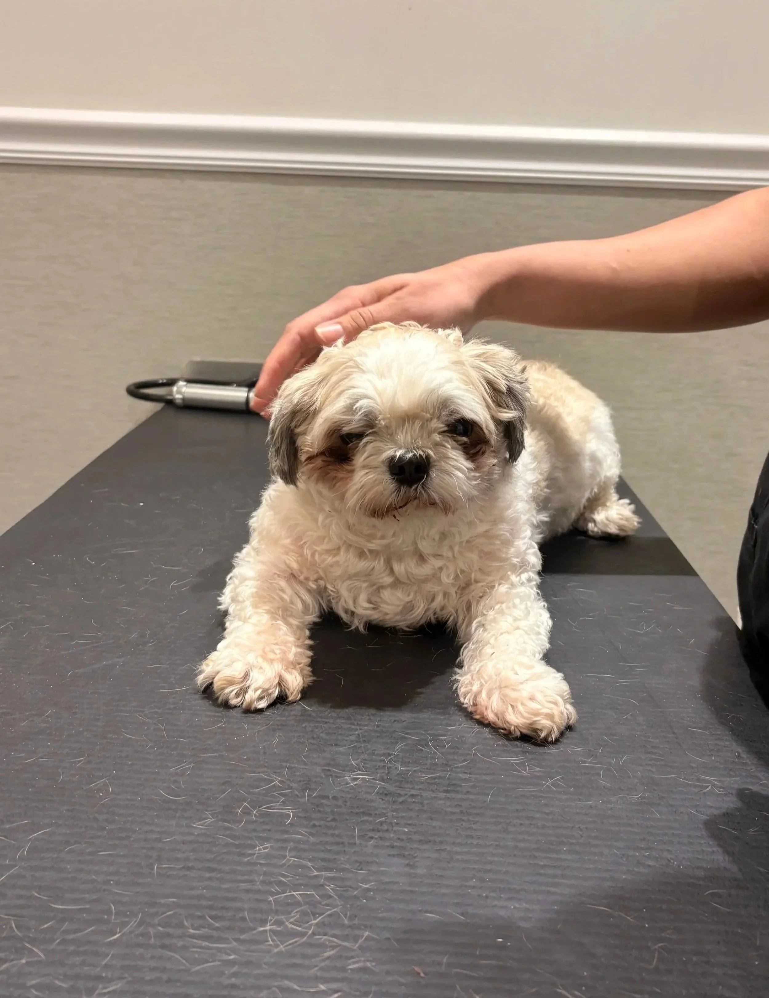 A small dog rests on an exam table during a veterinary visit at The Veterinarian Pet Alliance in Newark, NJ.