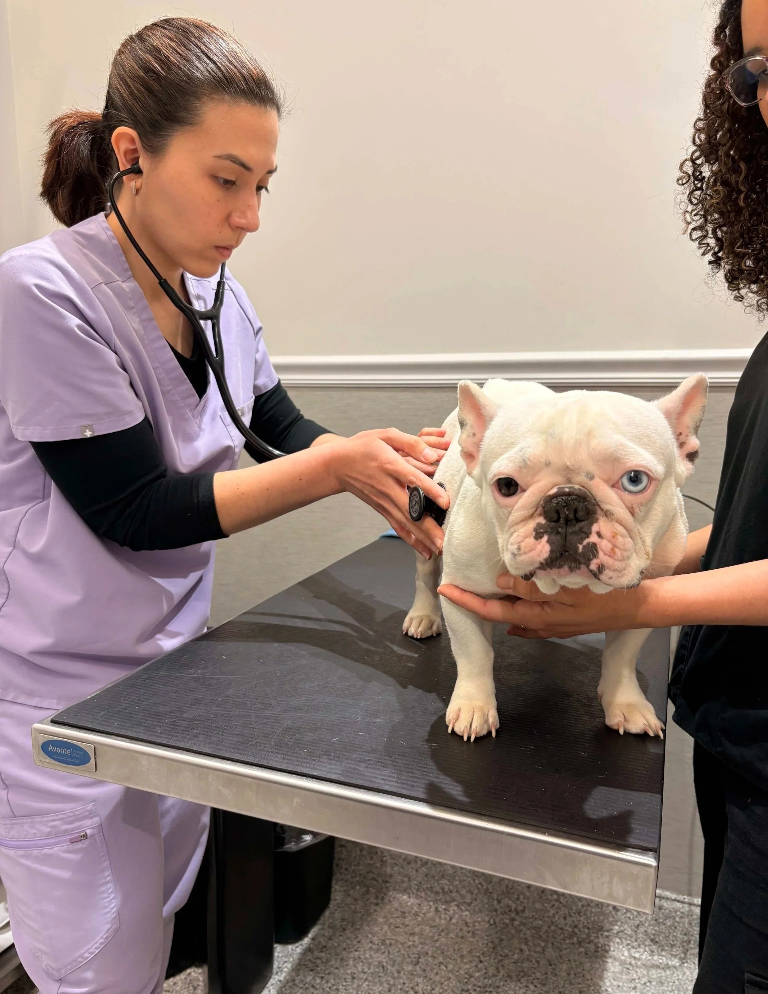 A veterinarian examines a dog during a visit where medication decisions can be reviewed in Newark, NJ.