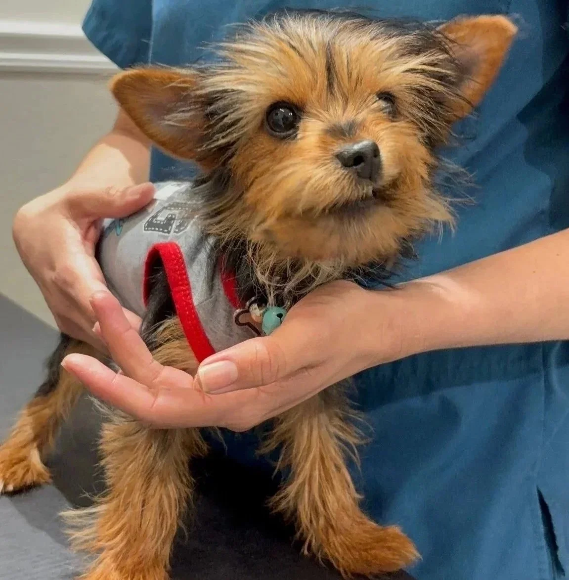 Dog with veterinary team during a vaccination visit in Newark, NJ