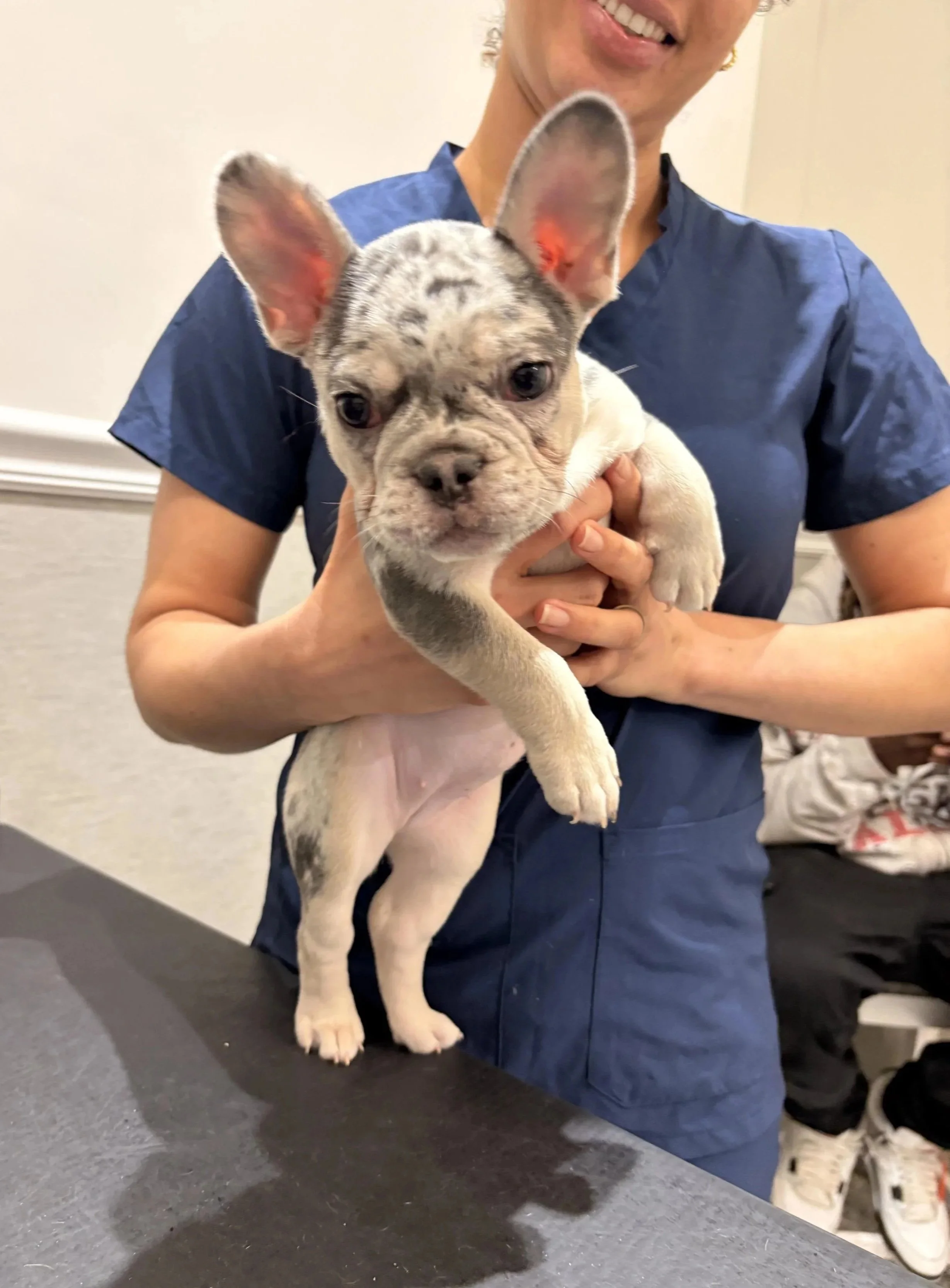 Dog receiving veterinary care for bloodwork and lab testing at Veterinarian Pet Alliance in Newark, NJ