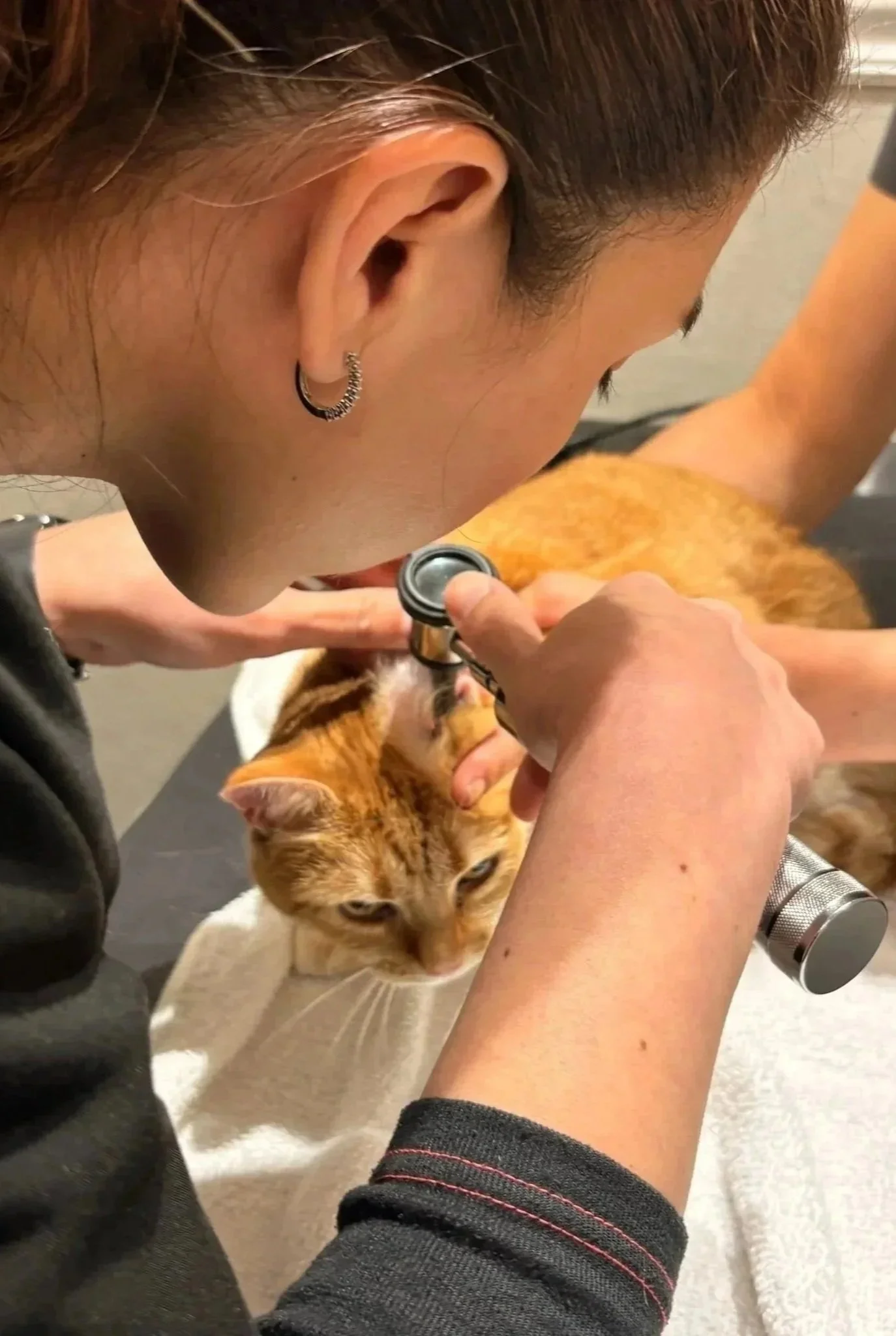Cat receiving a close veterinary exam during a medication visit at Veterinarian Pet Alliance in Newark, NJ.