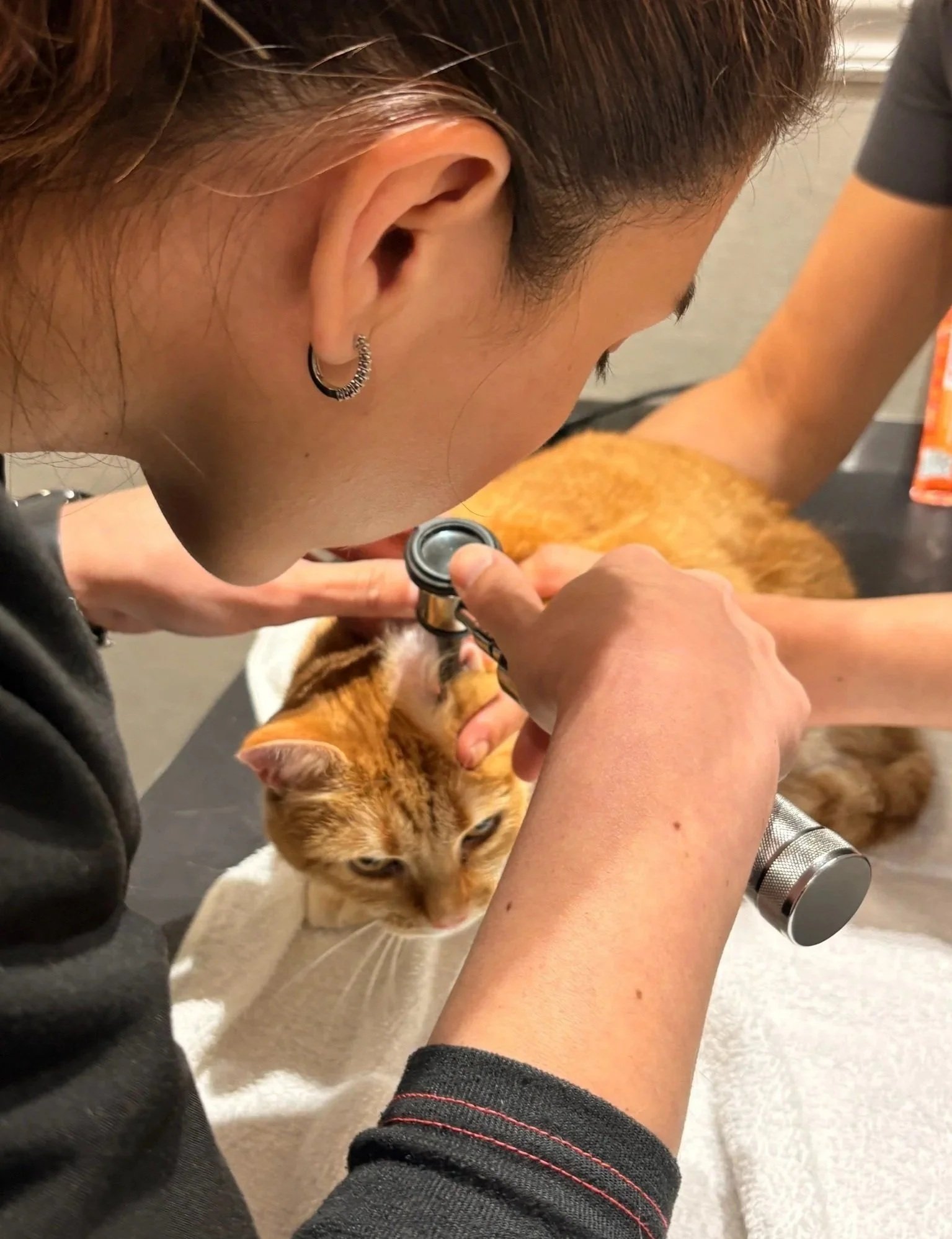 Cat receiving a gentle veterinary exam for medication guidance at Veterinarian Pet Alliance in Newark, NJ.