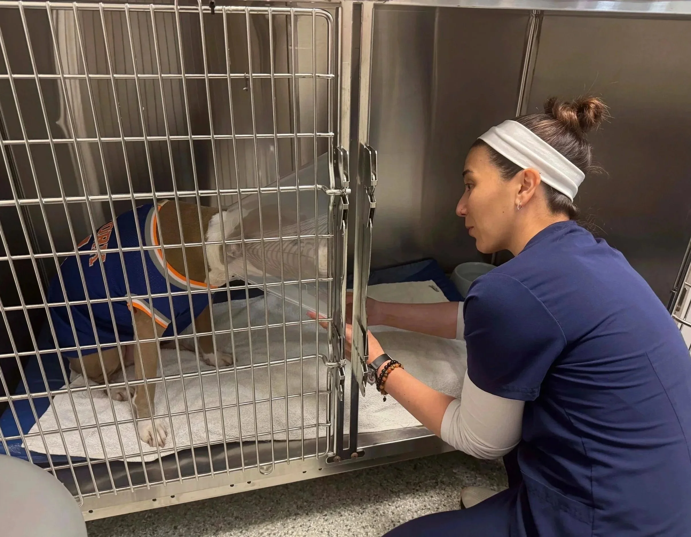 Veterinary professional monitoring a recovering dog after surgery at Veterinarian Pet Alliance in Newark, NJ.