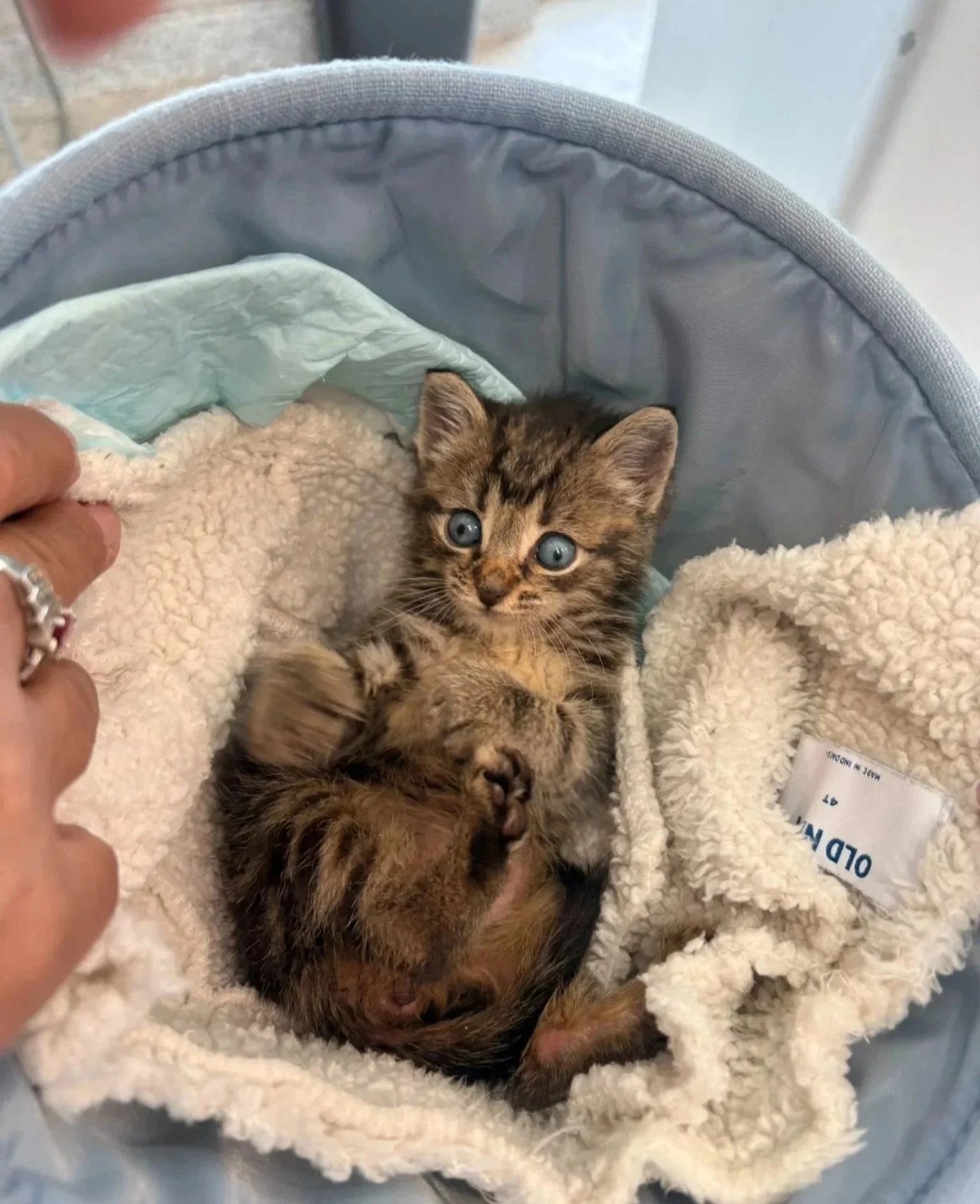 Young cat resting in soft bedding during veterinary hospitalization at Veterinarian Pet Alliance in Newark, NJ.